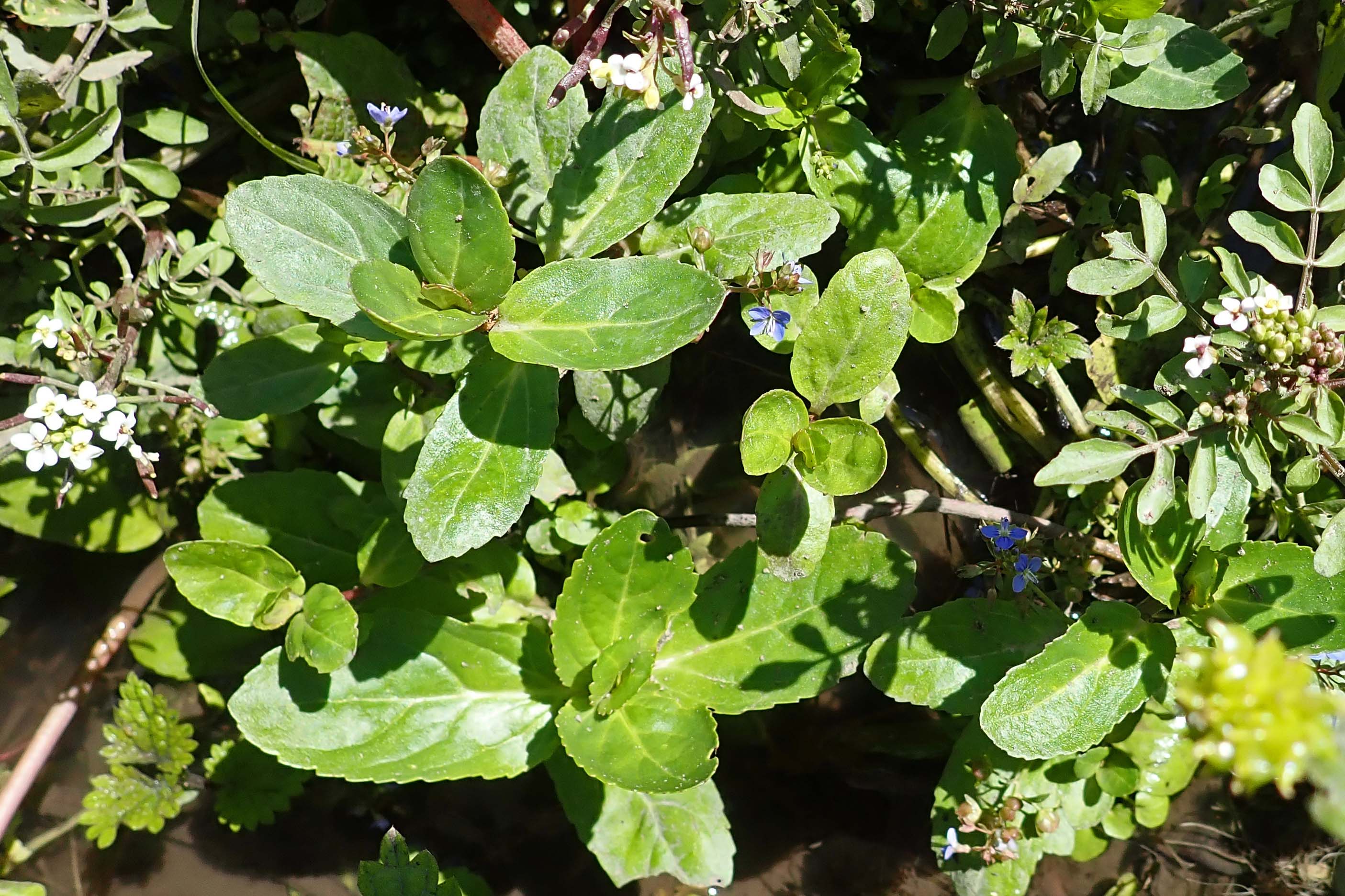 240623 brooklime (1)