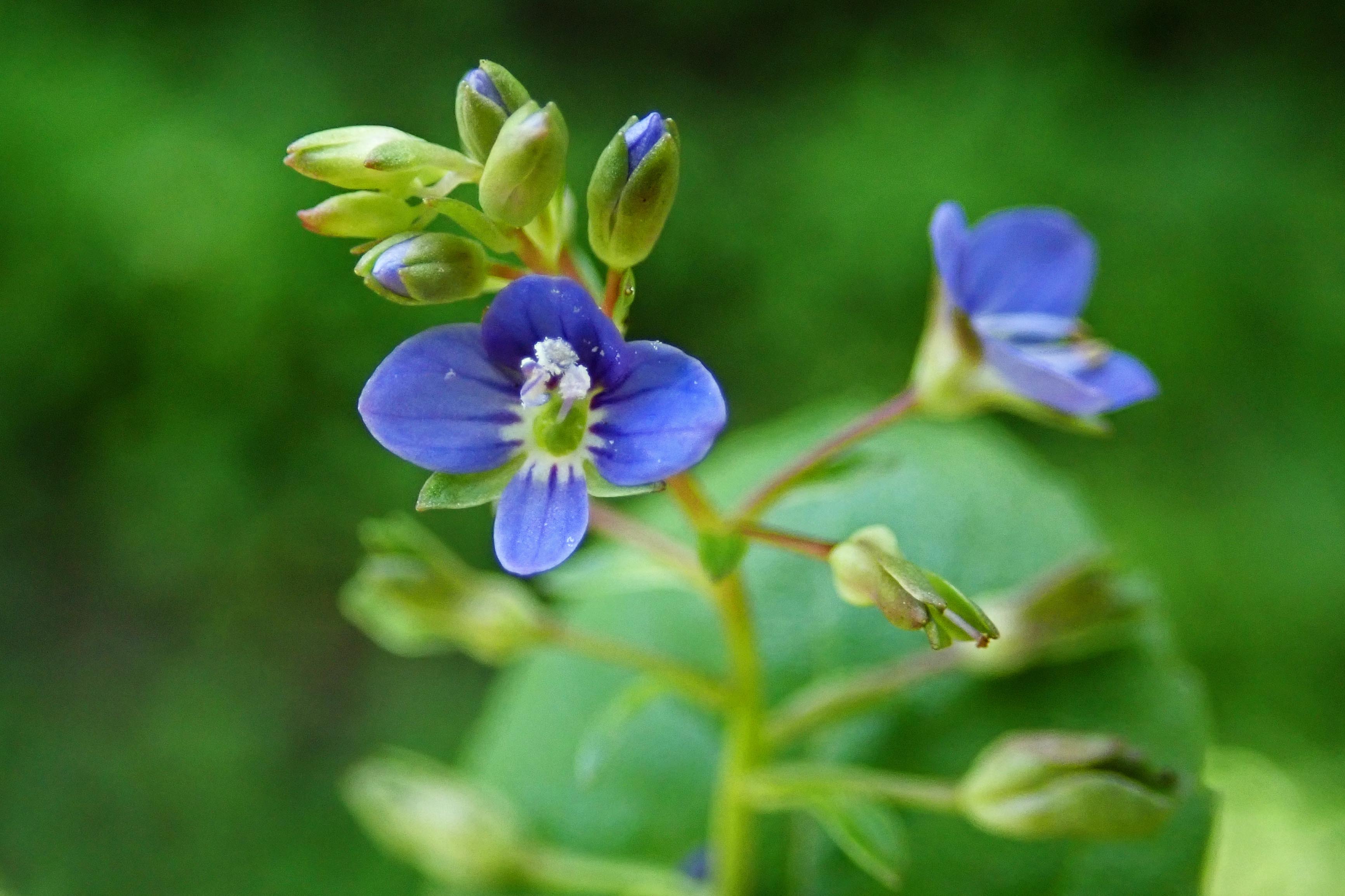 240623 brooklime (2)