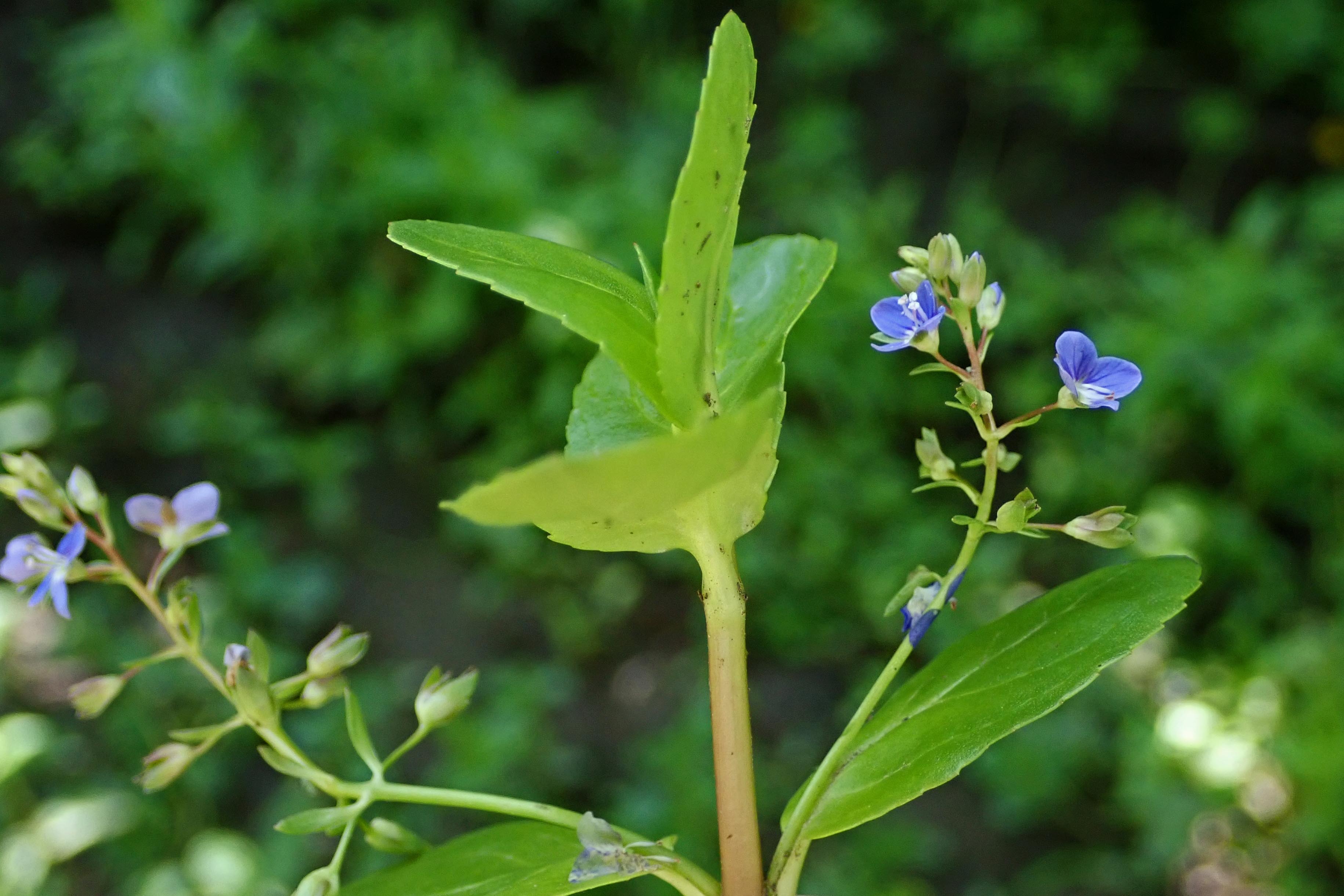 240623 brooklime (3)