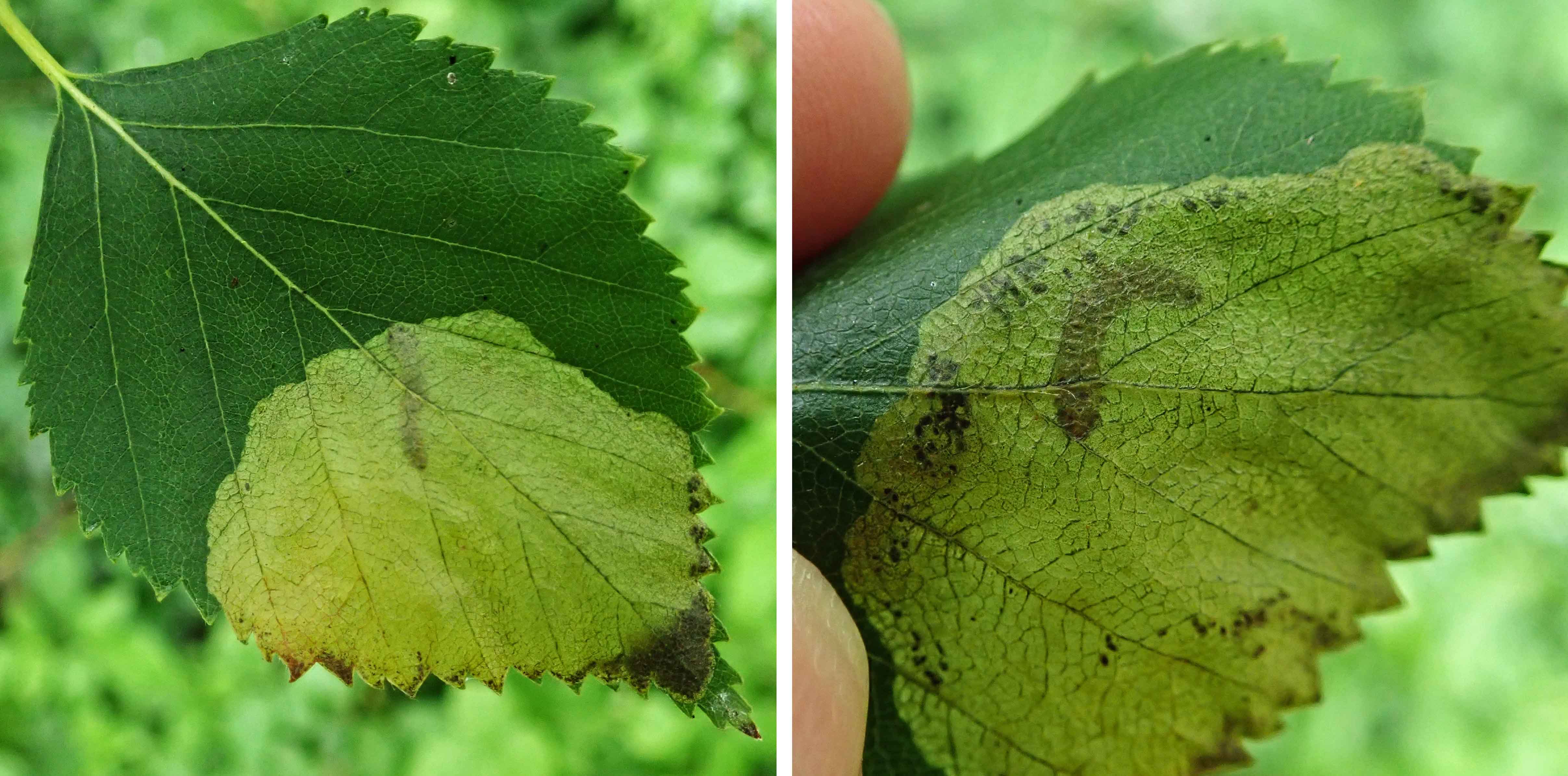 240624 Scolioneura betuleti (1)