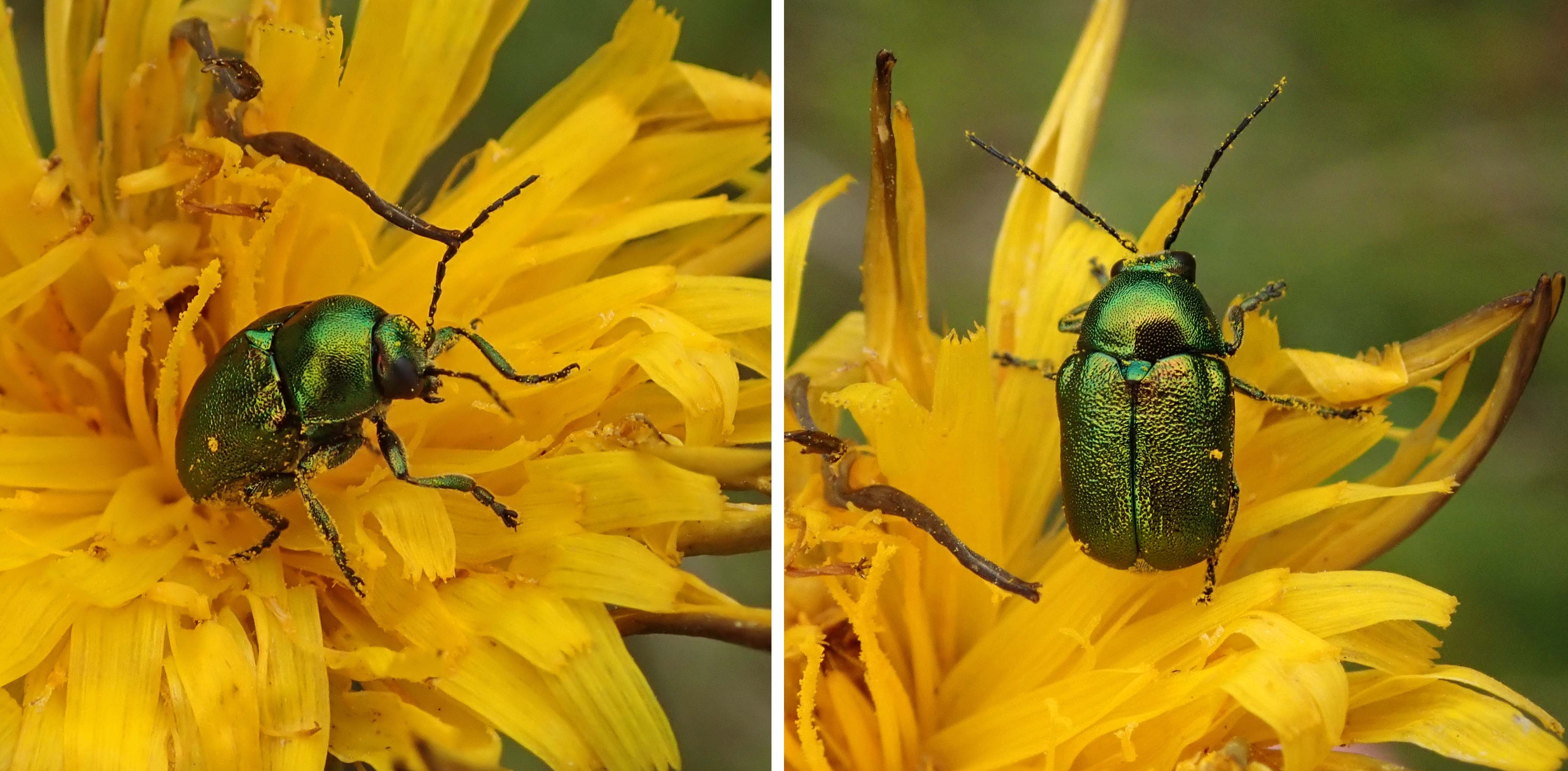 240703 Cryptocephalus aureolus (1)