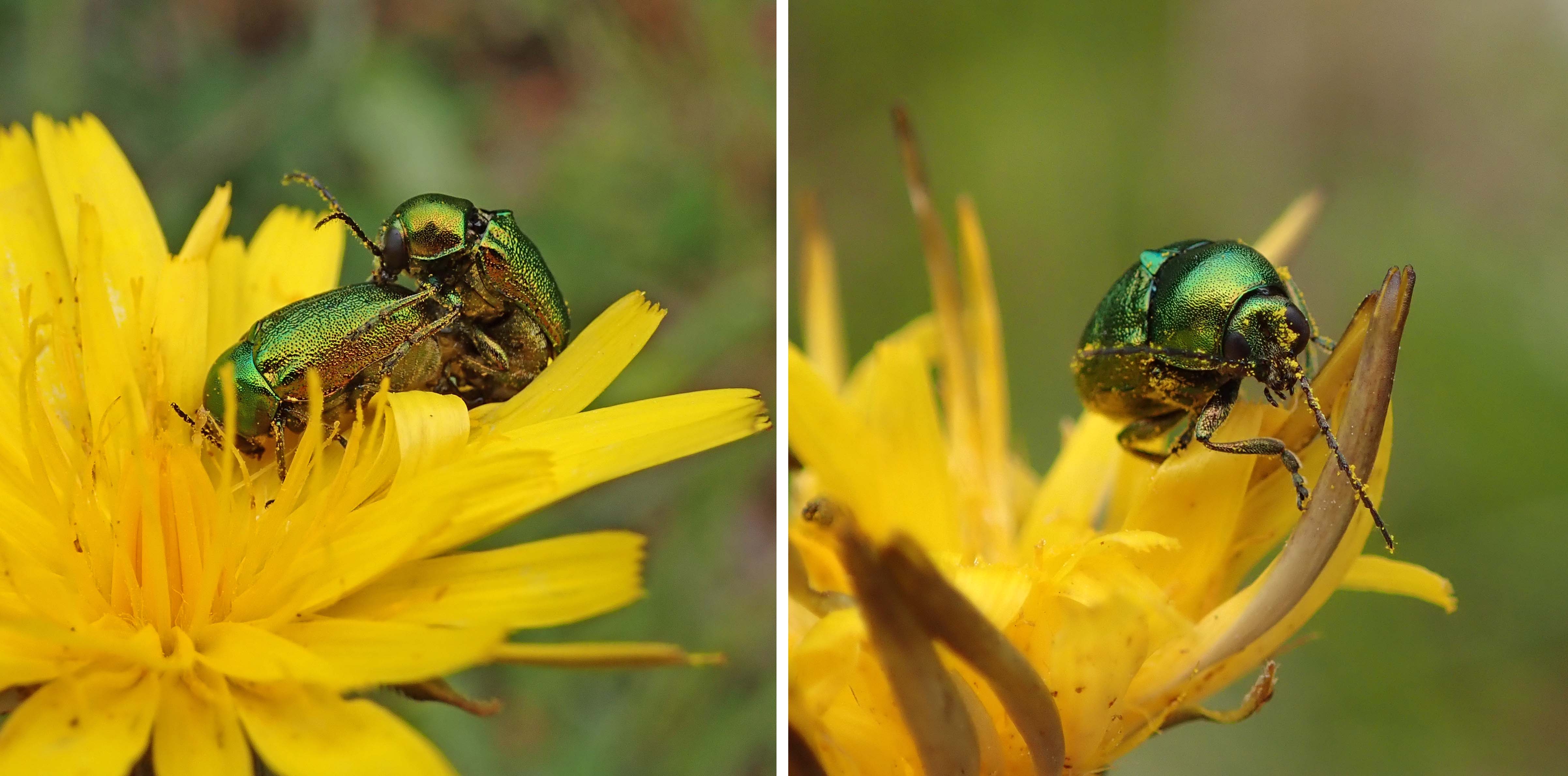 240703 Cryptocephalus aureolus (2)