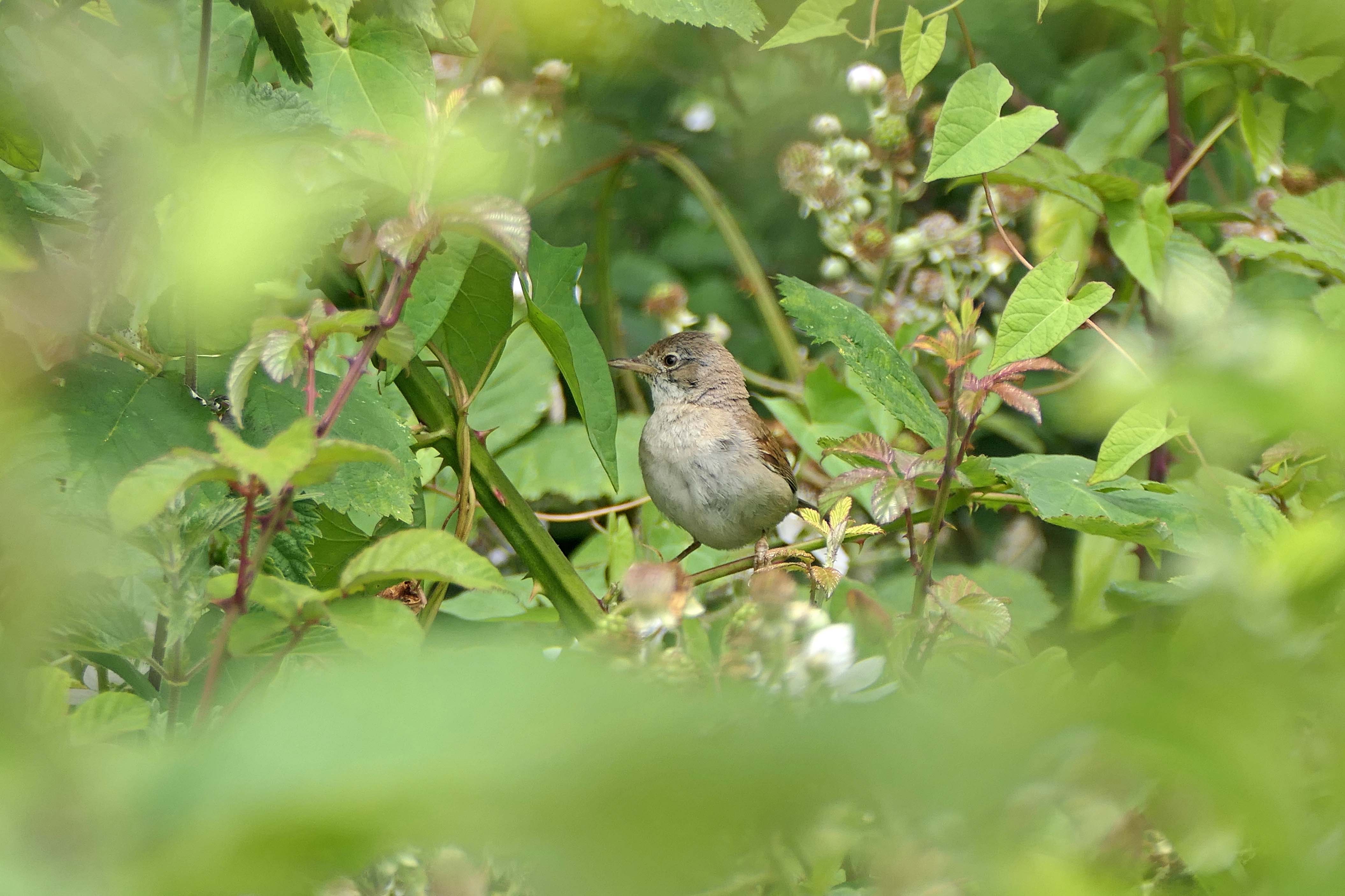 240705 whitethroat