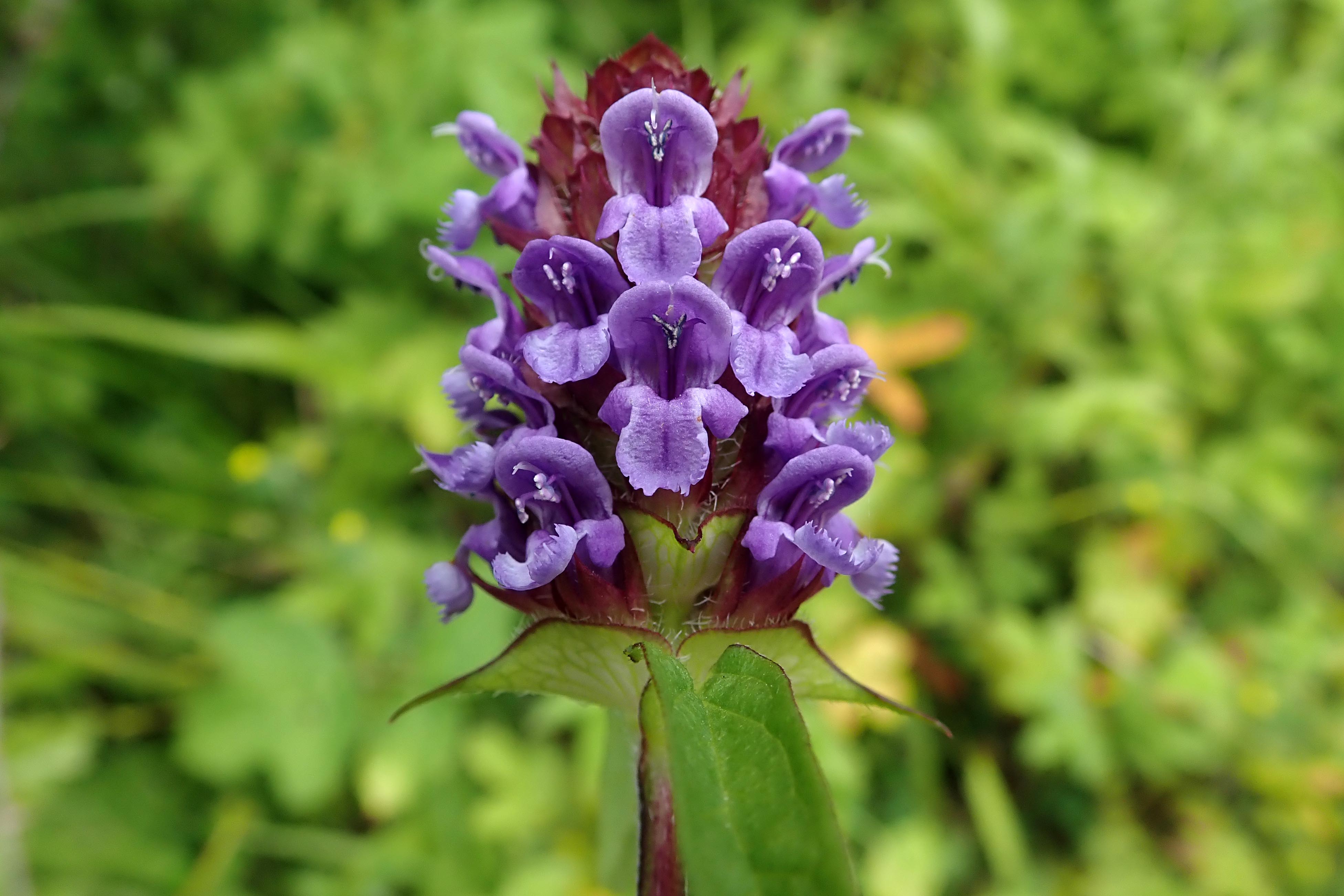 240707 selfheal (1)