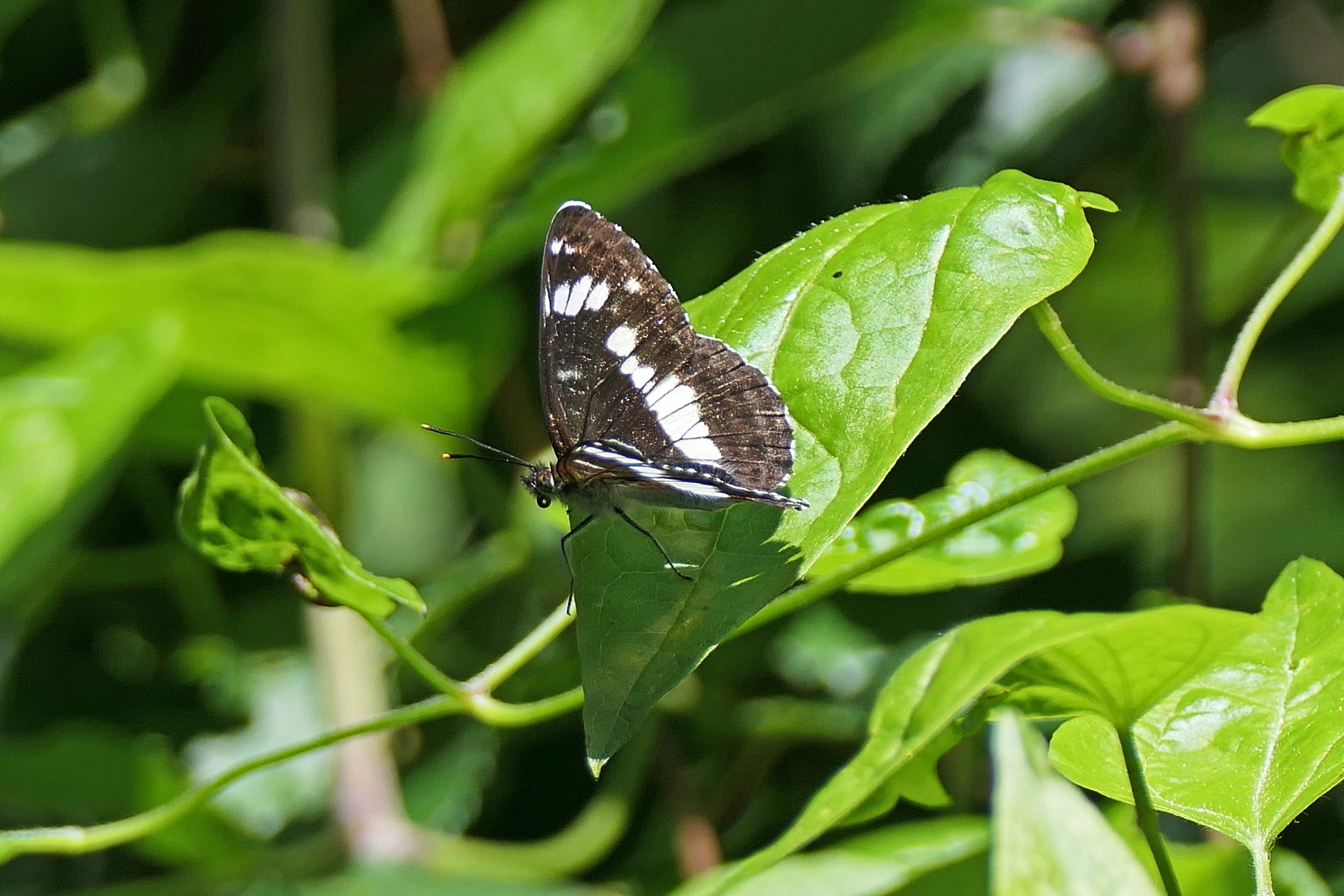 240709 white admirals (2)