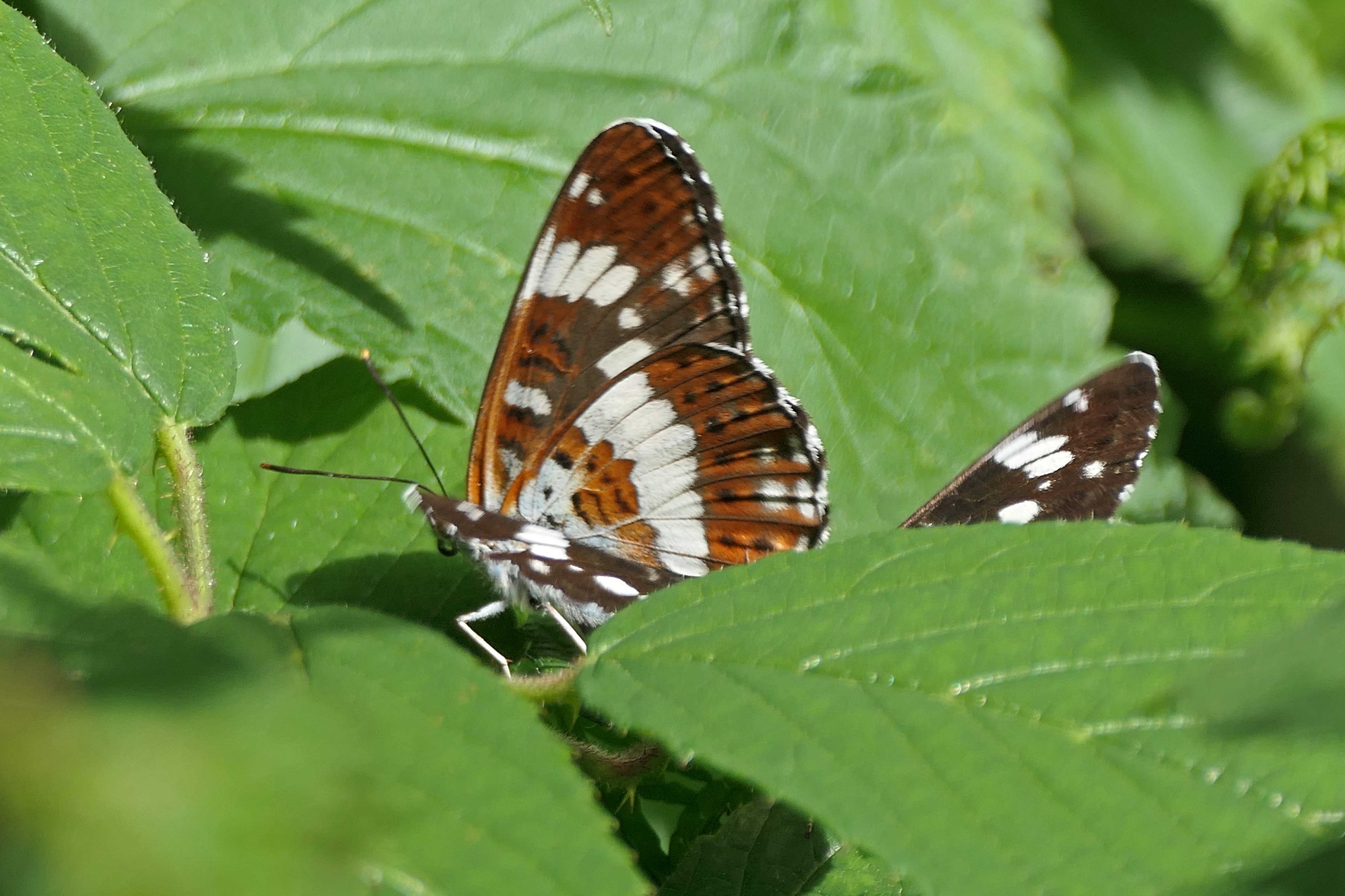 240709 white admirals (4)