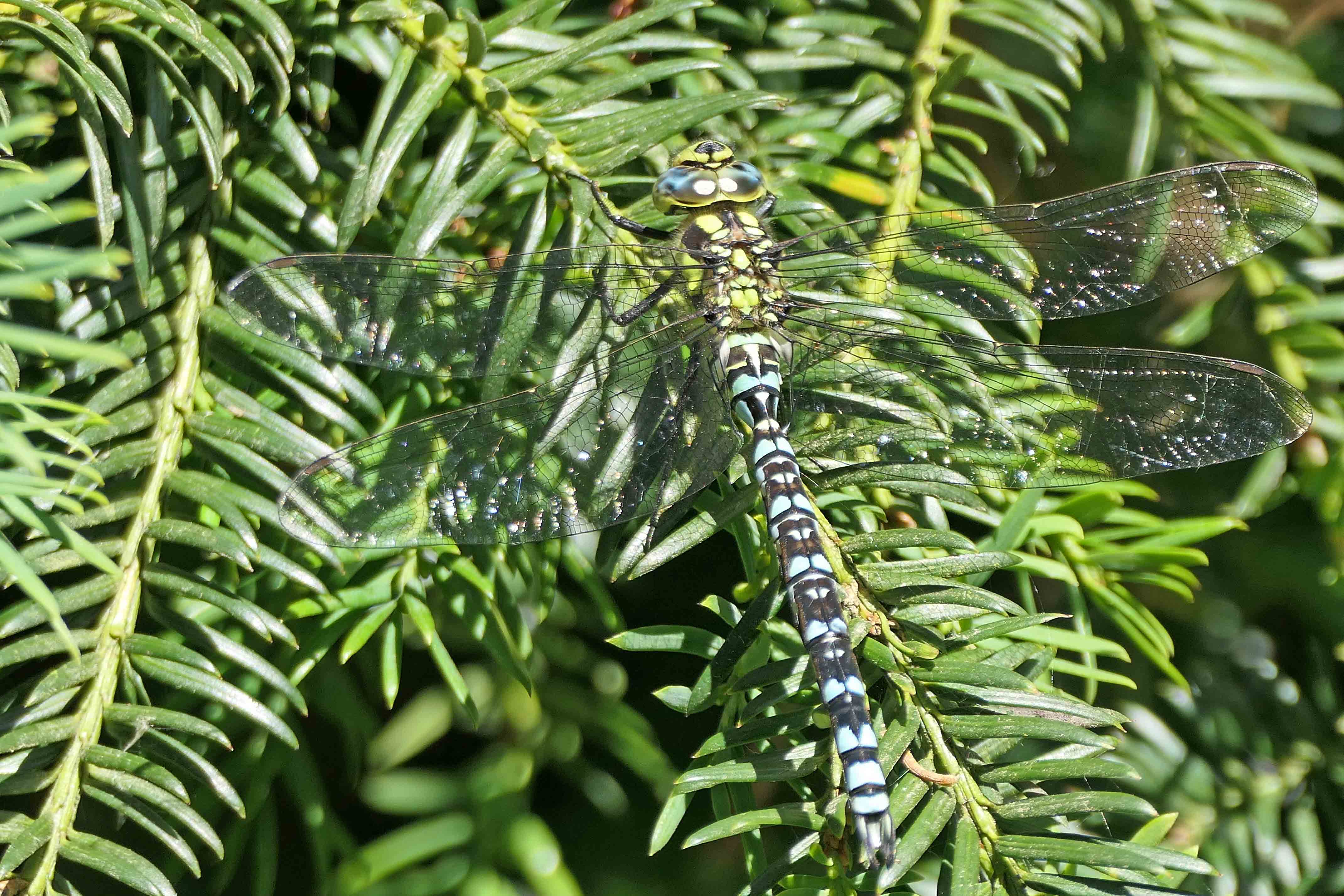 240711 southern hawker (1)