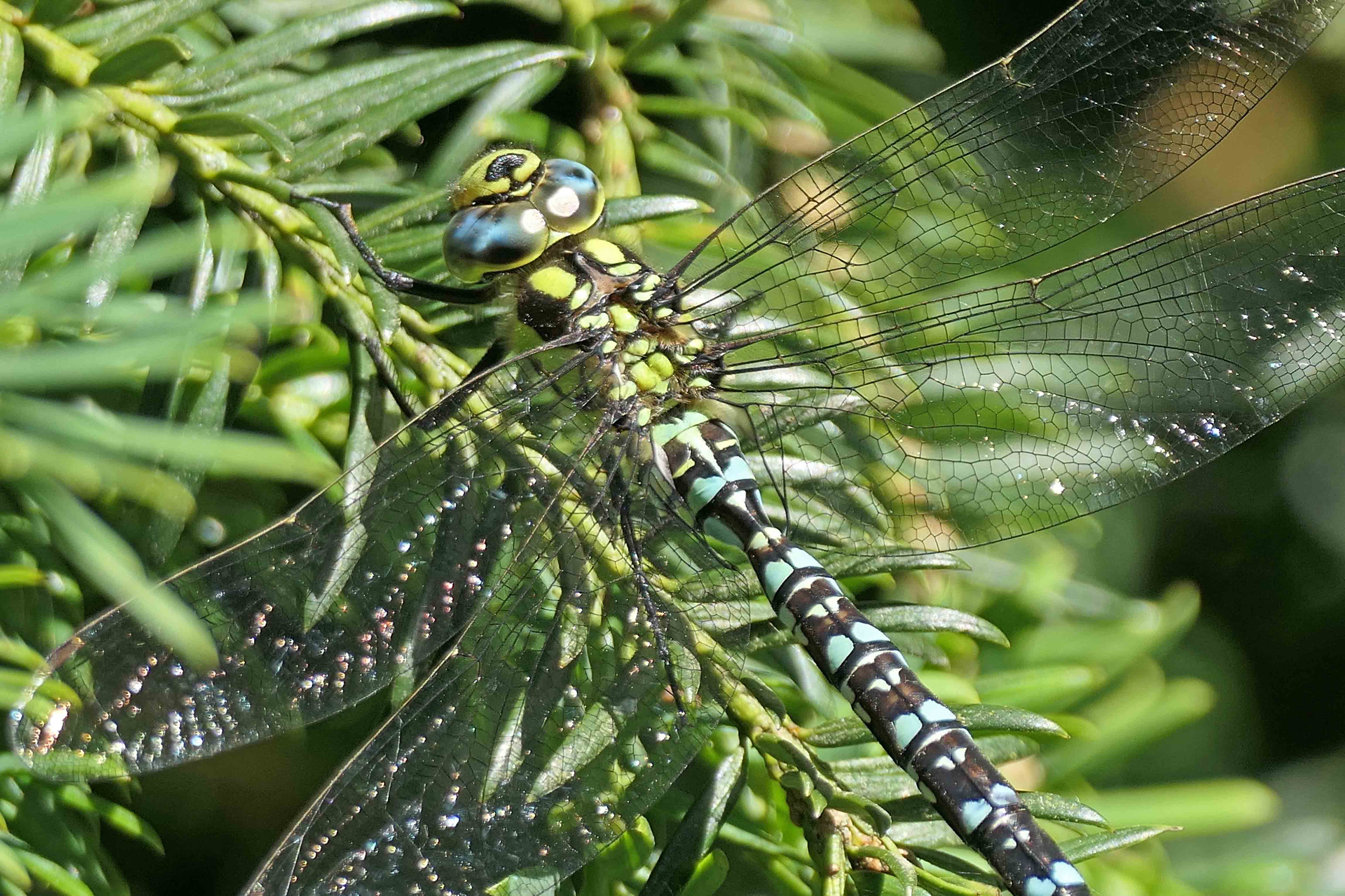 240711 southern hawker (2)