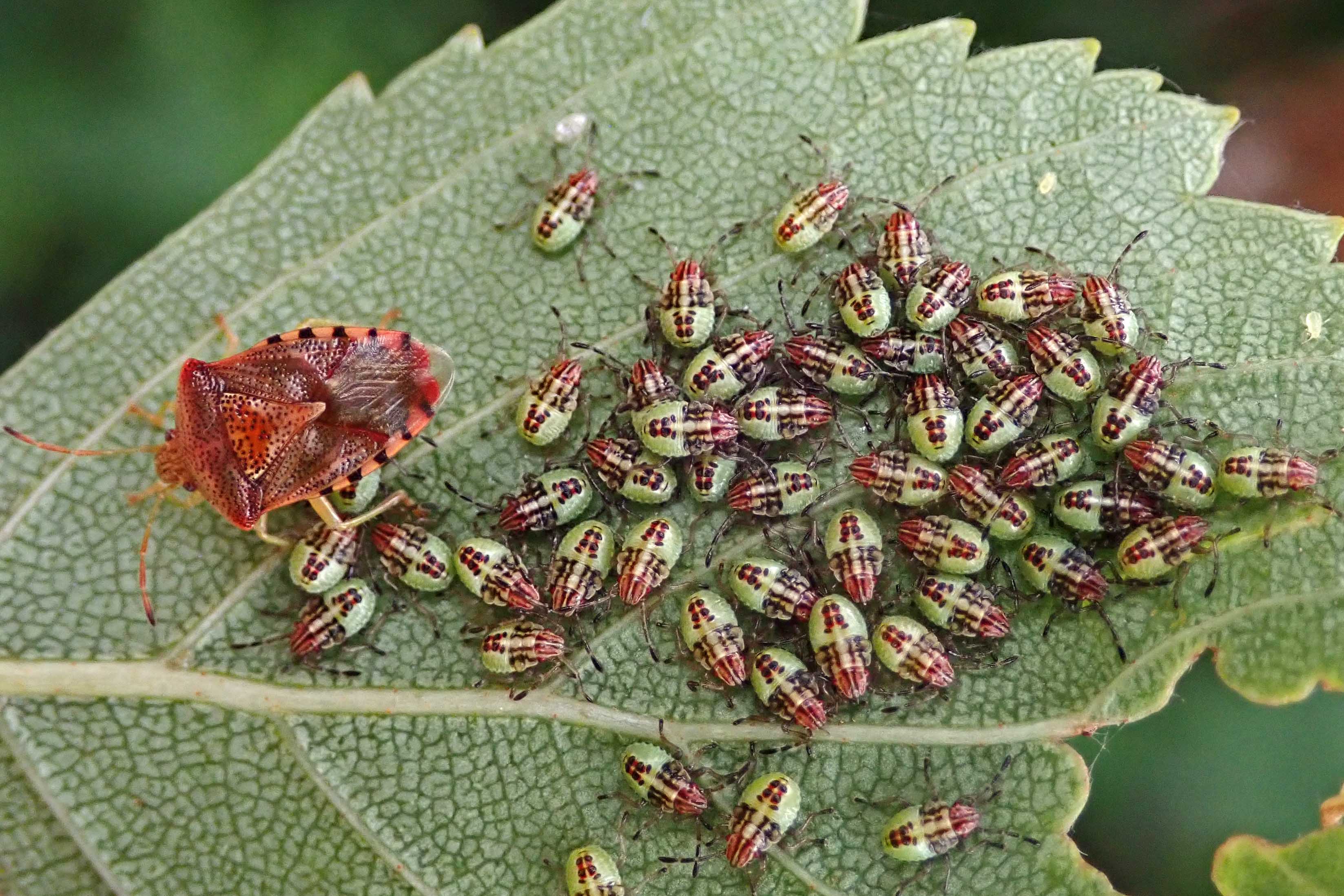 240712 parent bug and babies