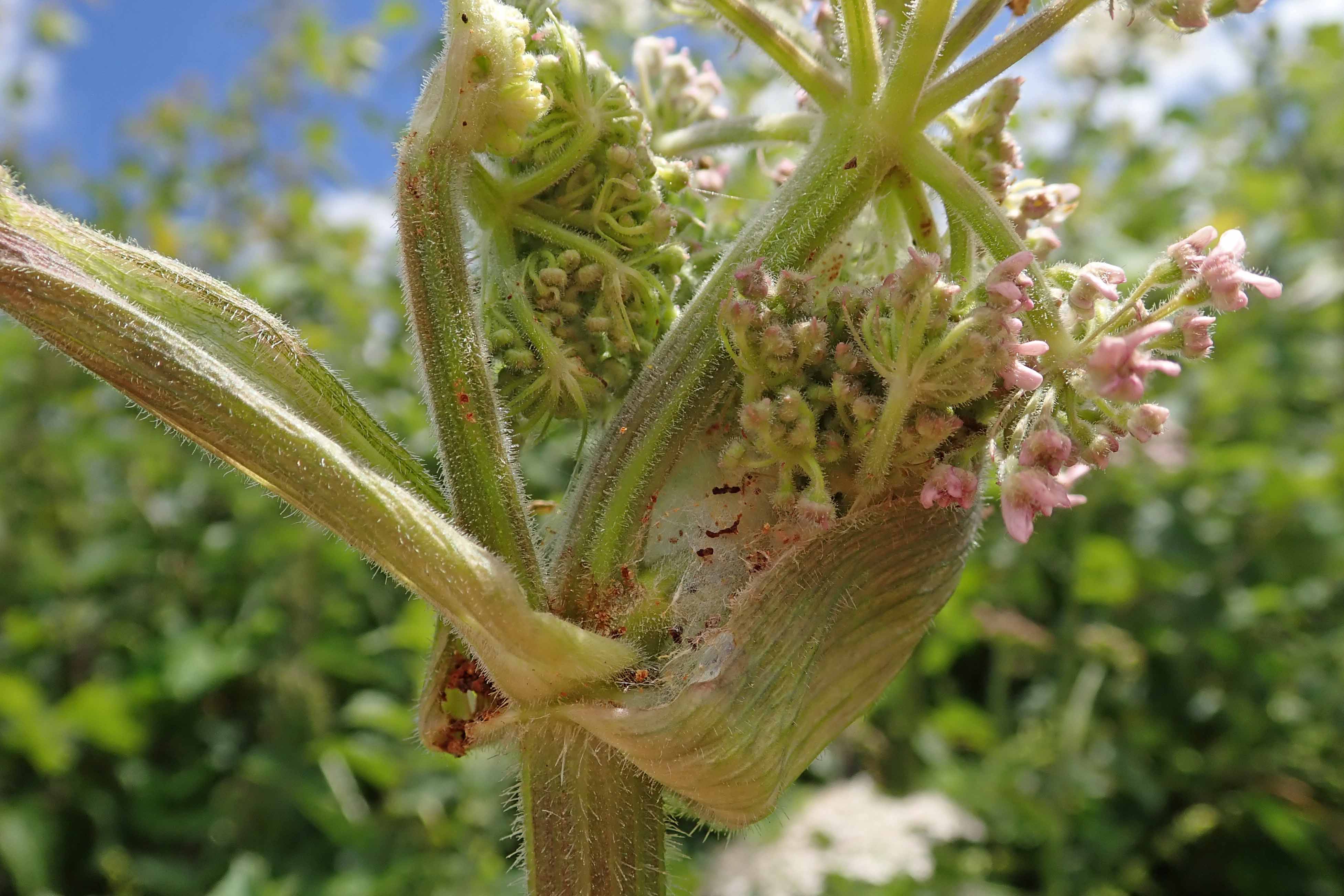 240715 Depressaria radiella (1)