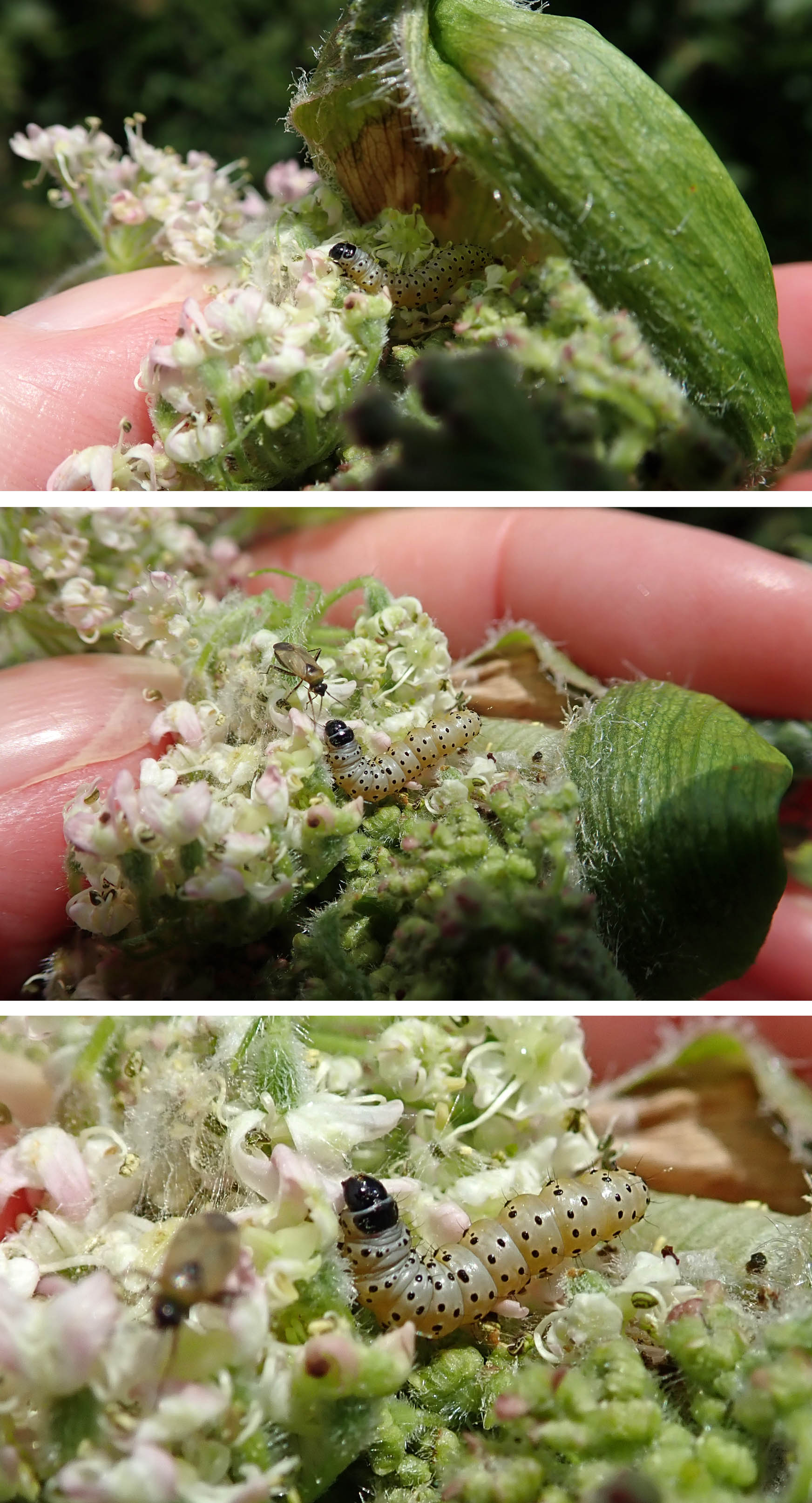 240715 Depressaria radiella (2)