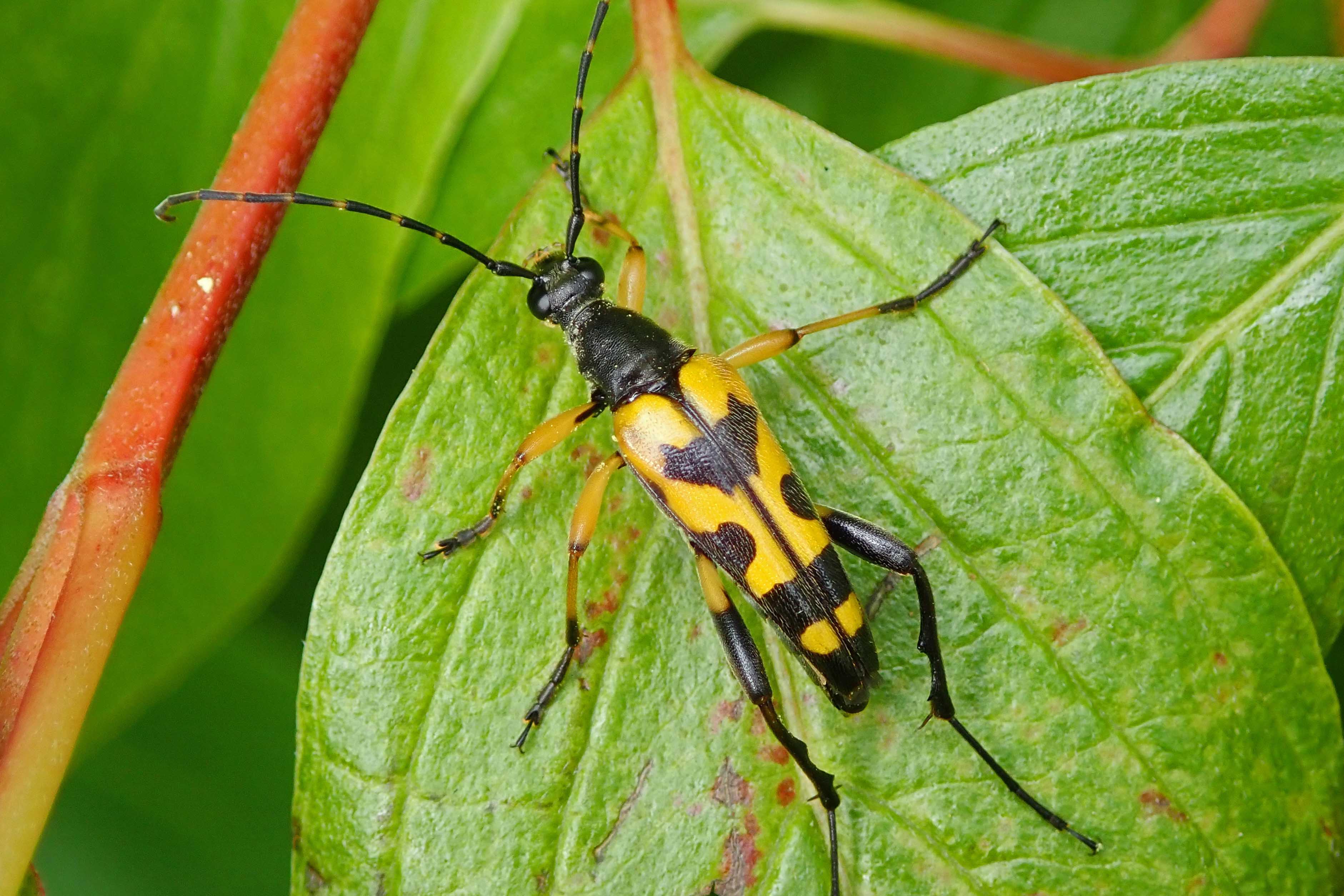 240716 rutpela maculata