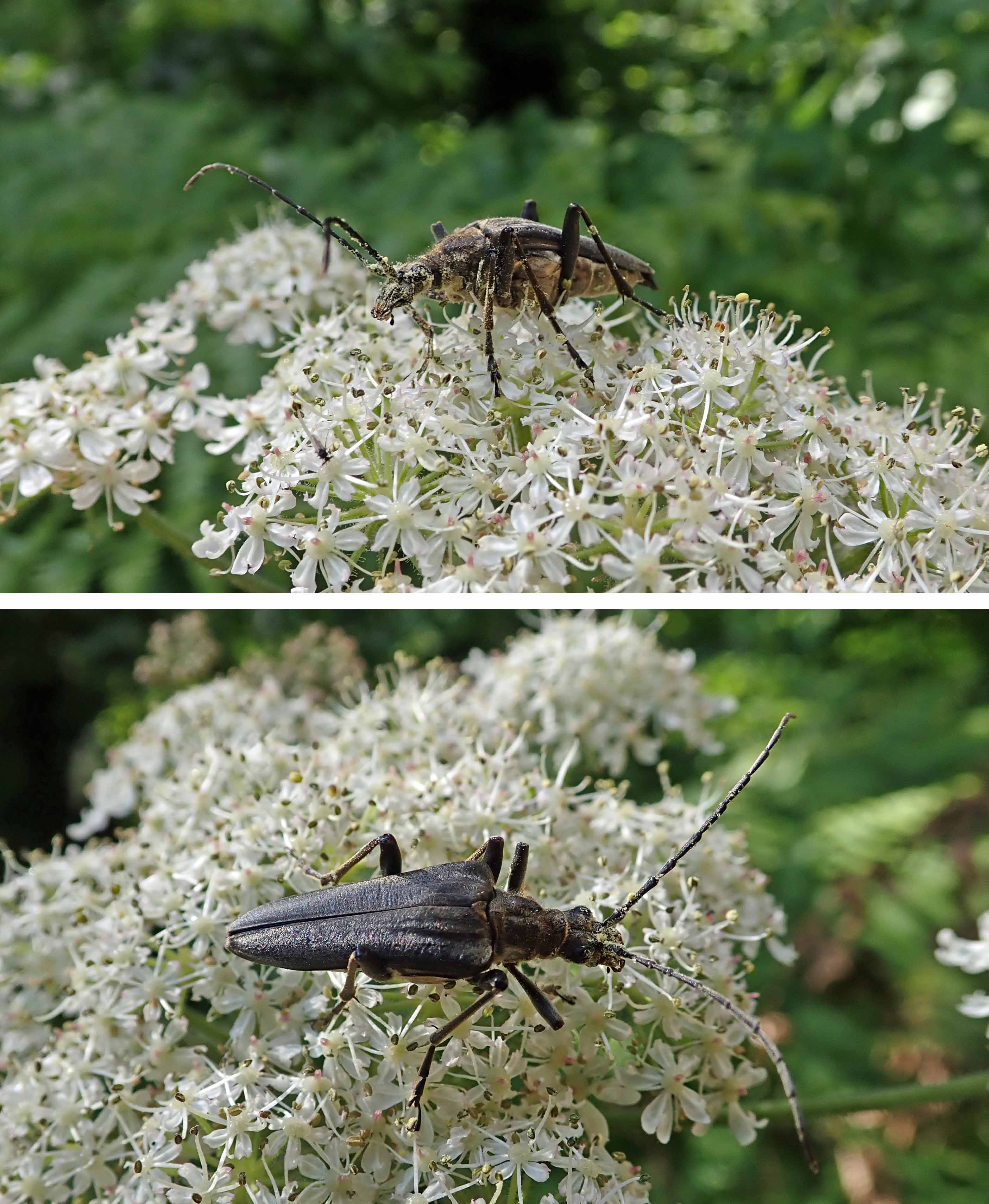 240716 Stenocorus meridianus