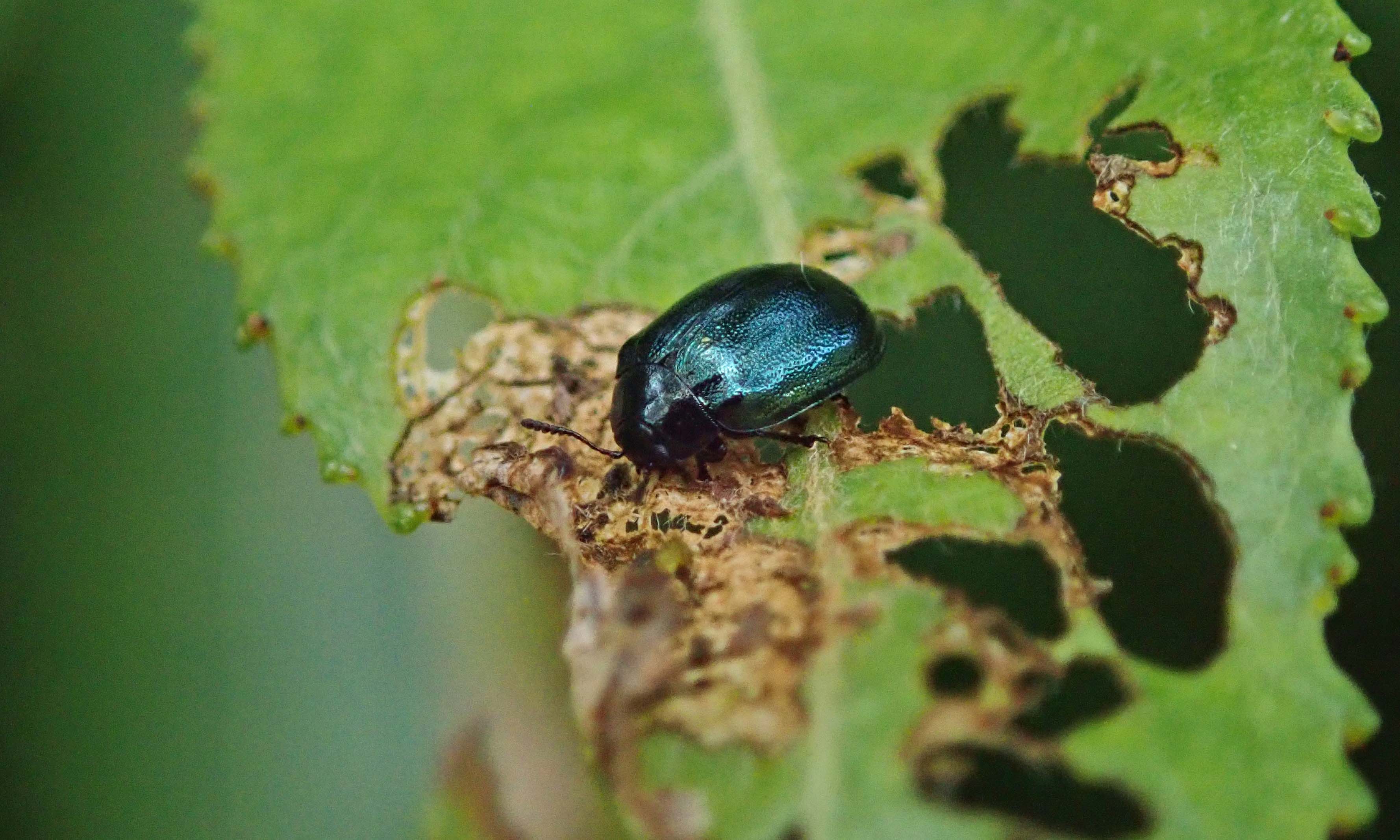 240718 alder leaf beetles (1)