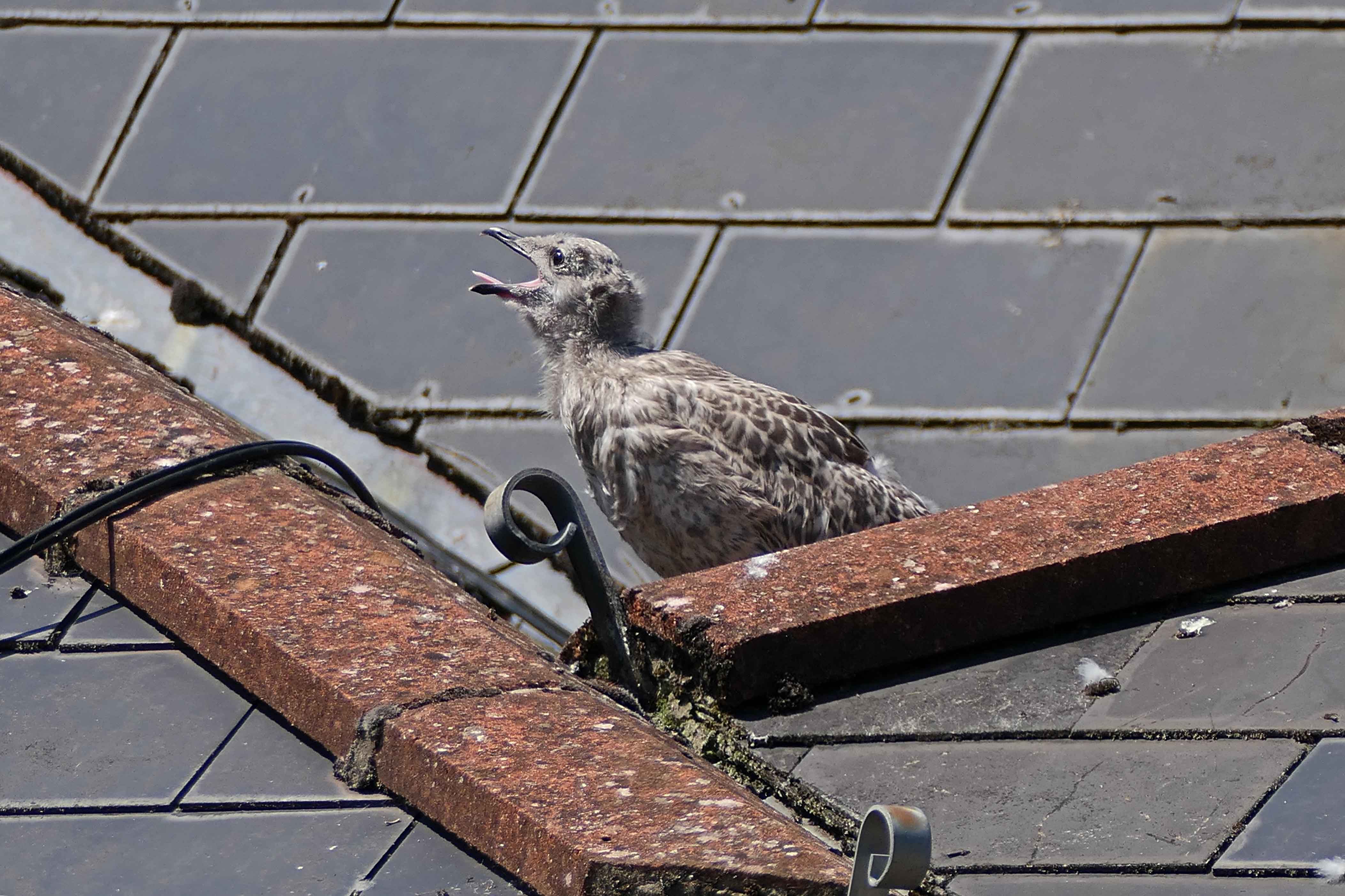 240718 herring gull baby (3)