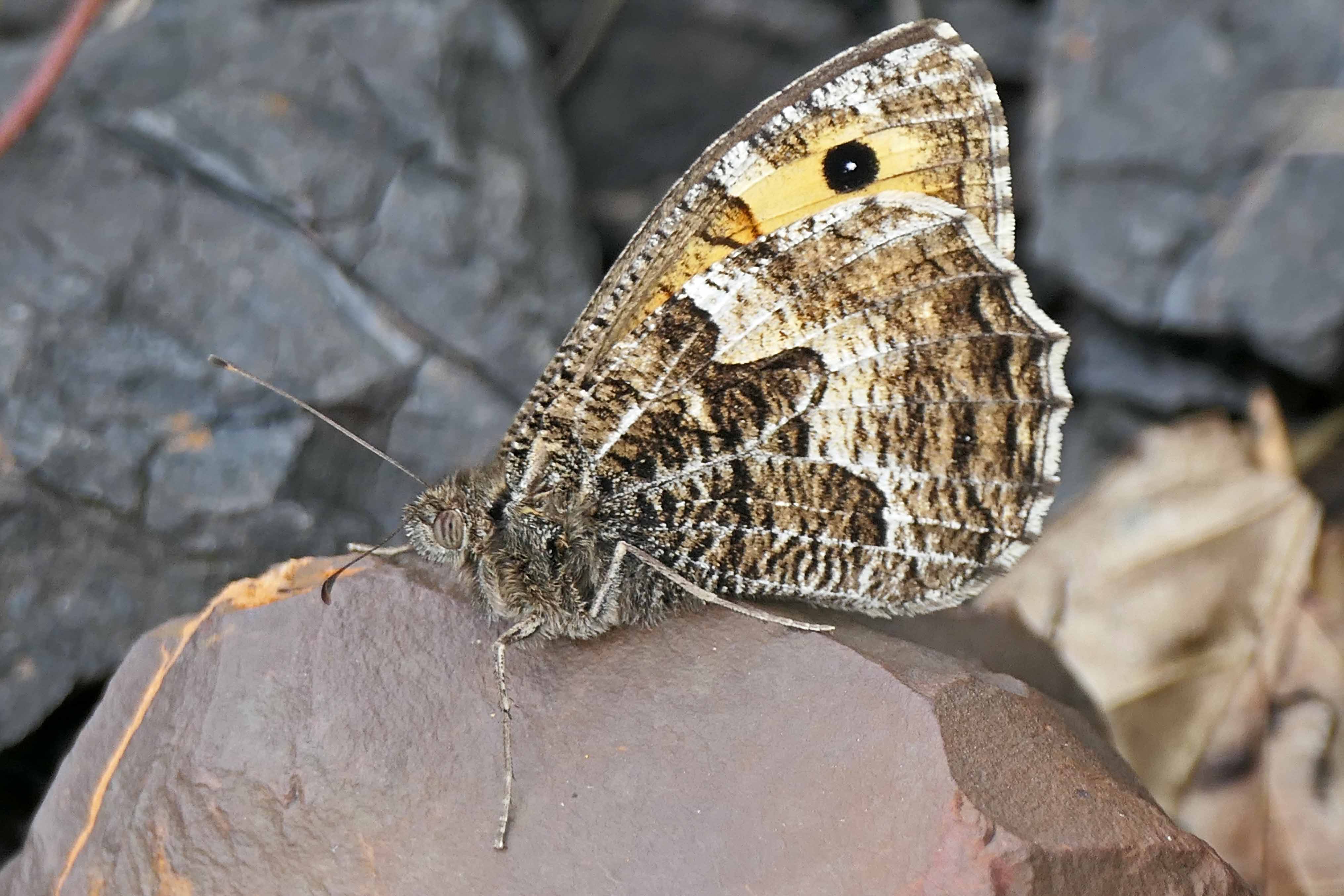 240720 graylings (1)