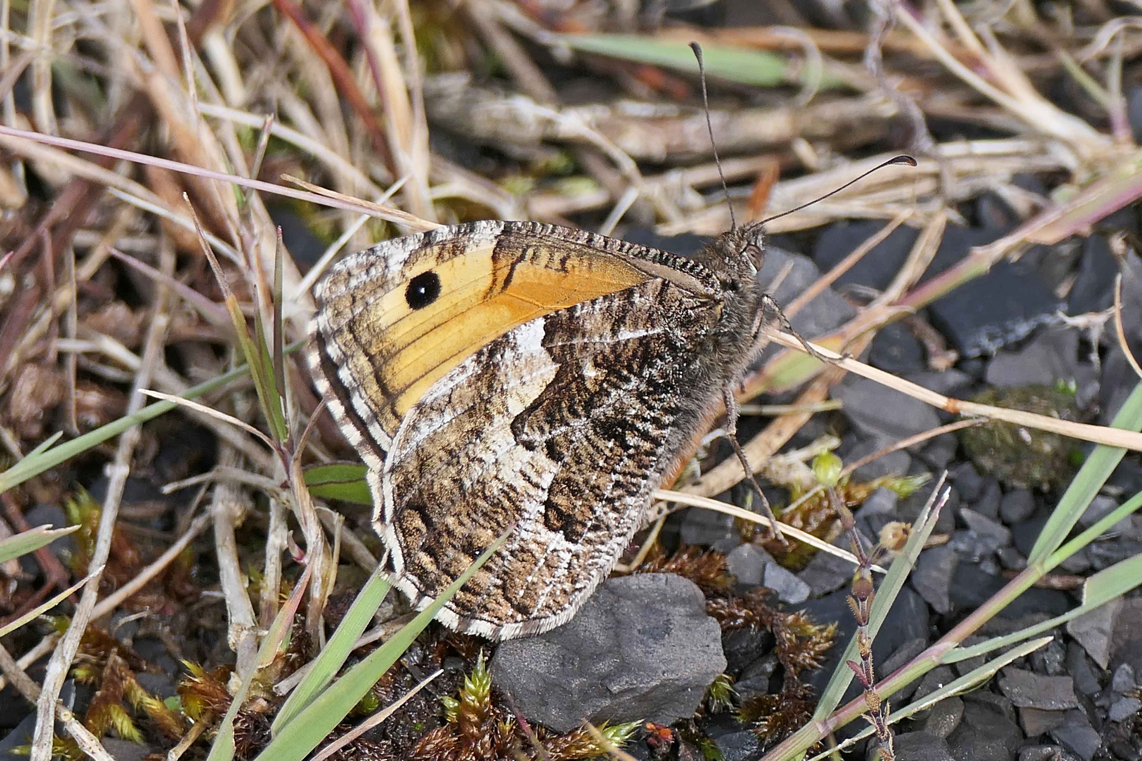 240720 graylings (3)