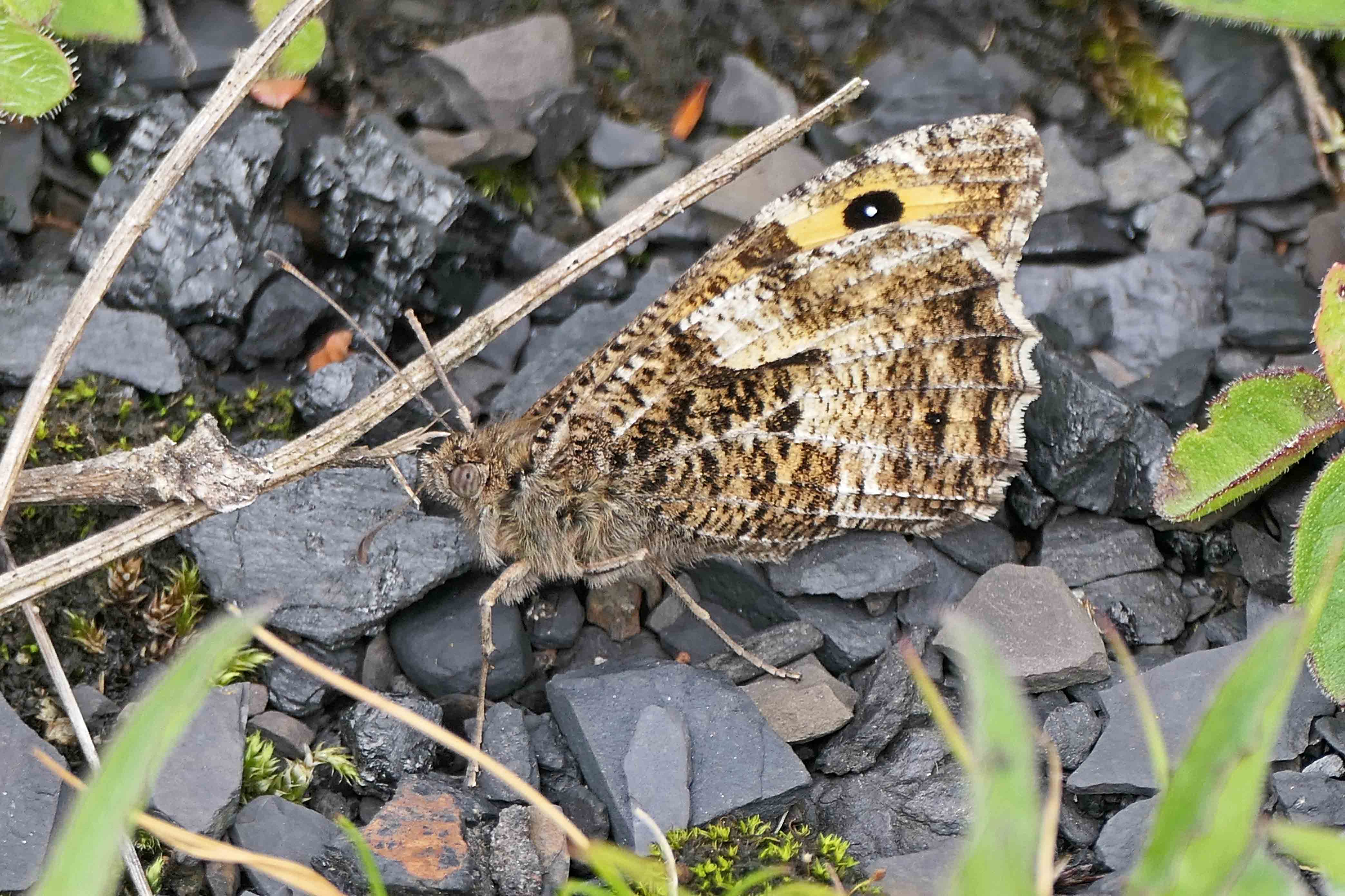 240720 graylings (4)