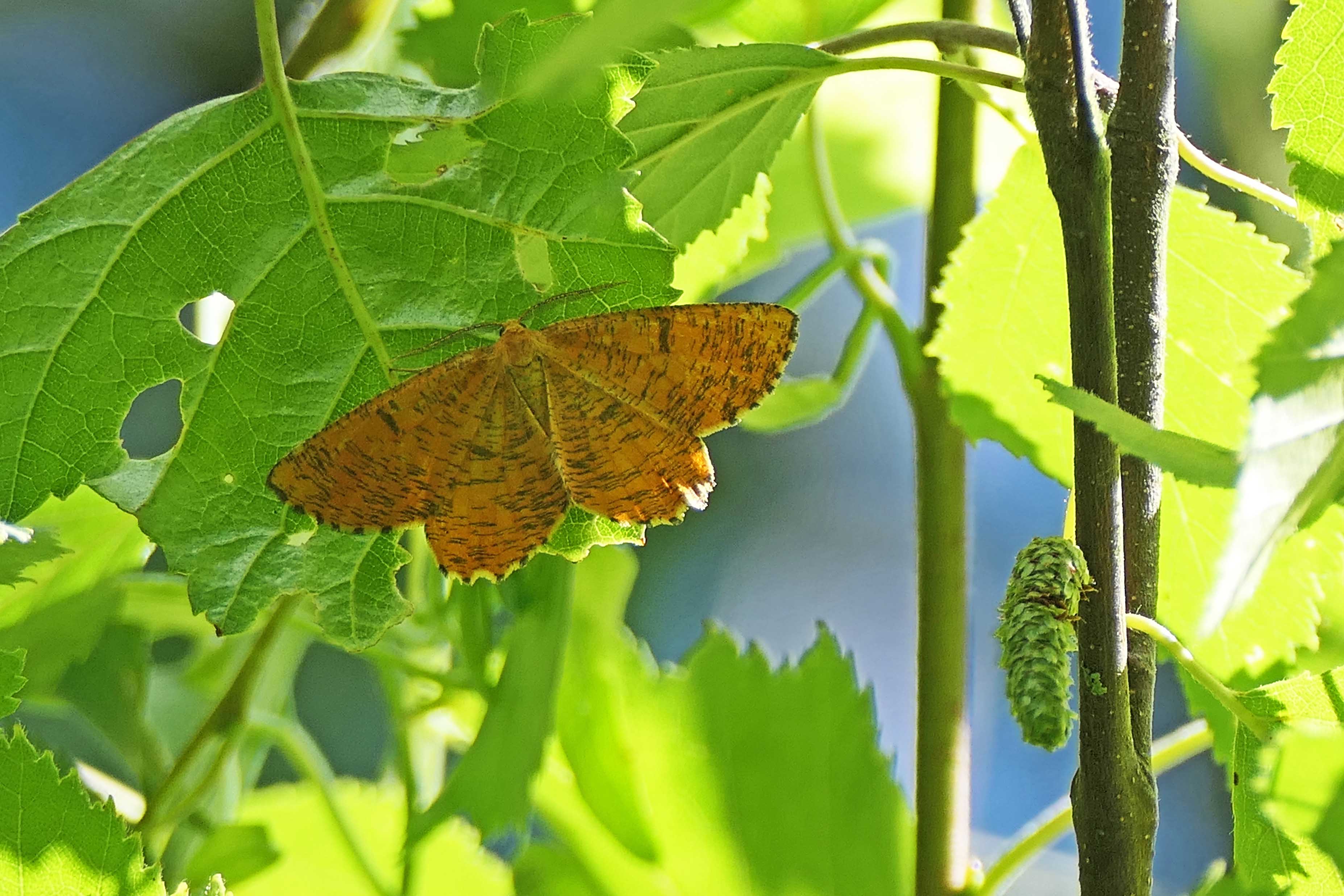 240724 orange moth