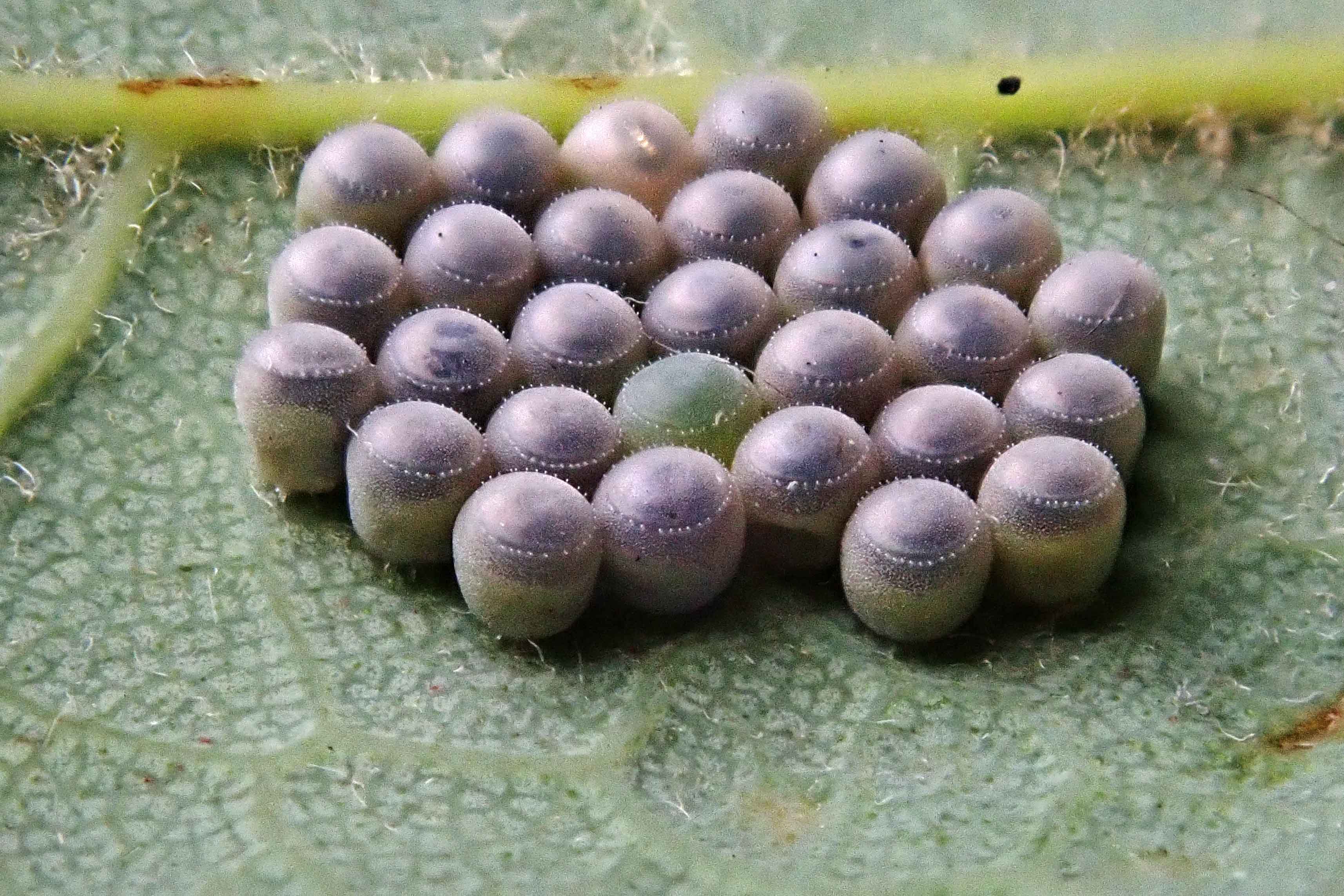 240726 common green shieldbug eggs parasitised