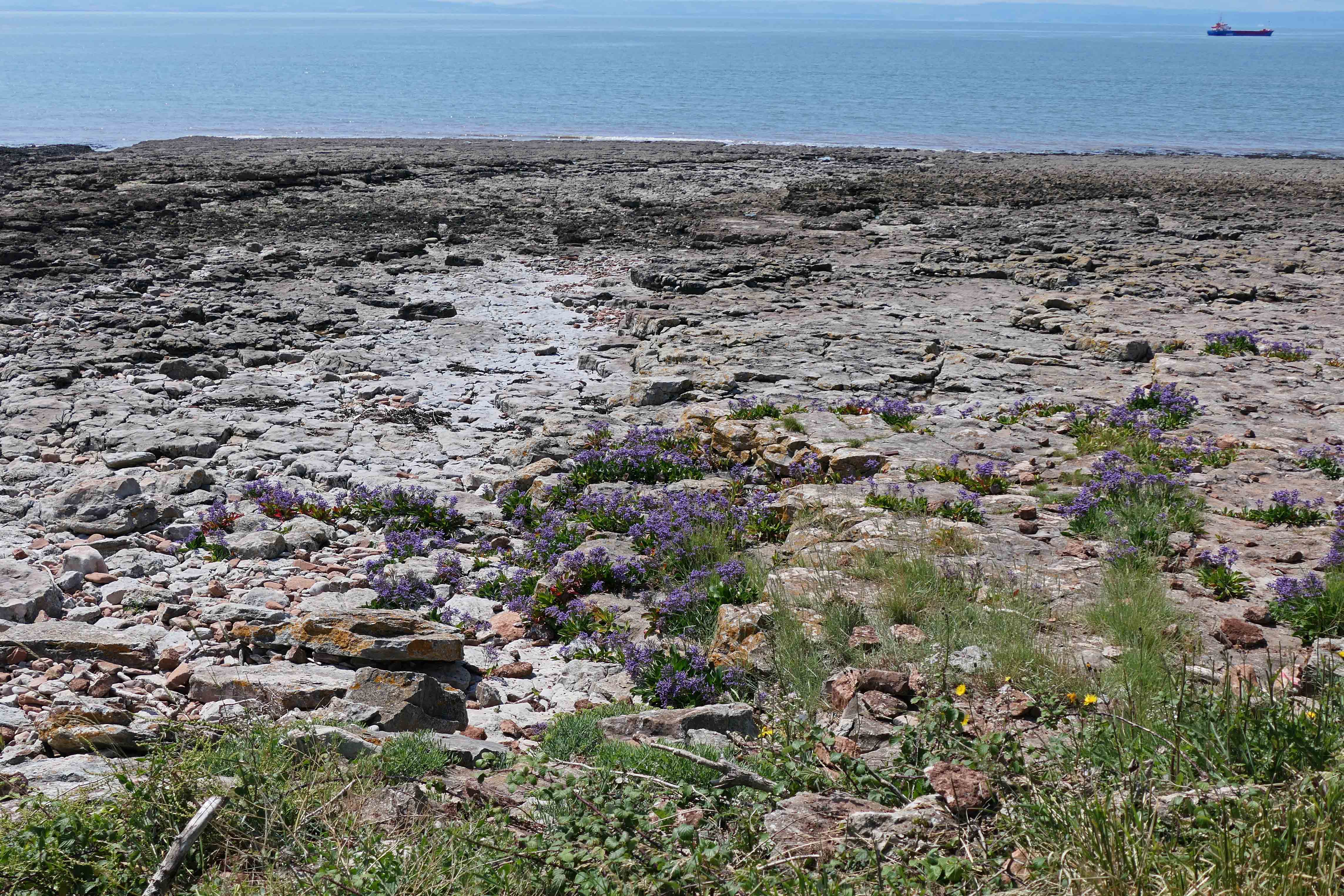 240728 sea lavender (1)