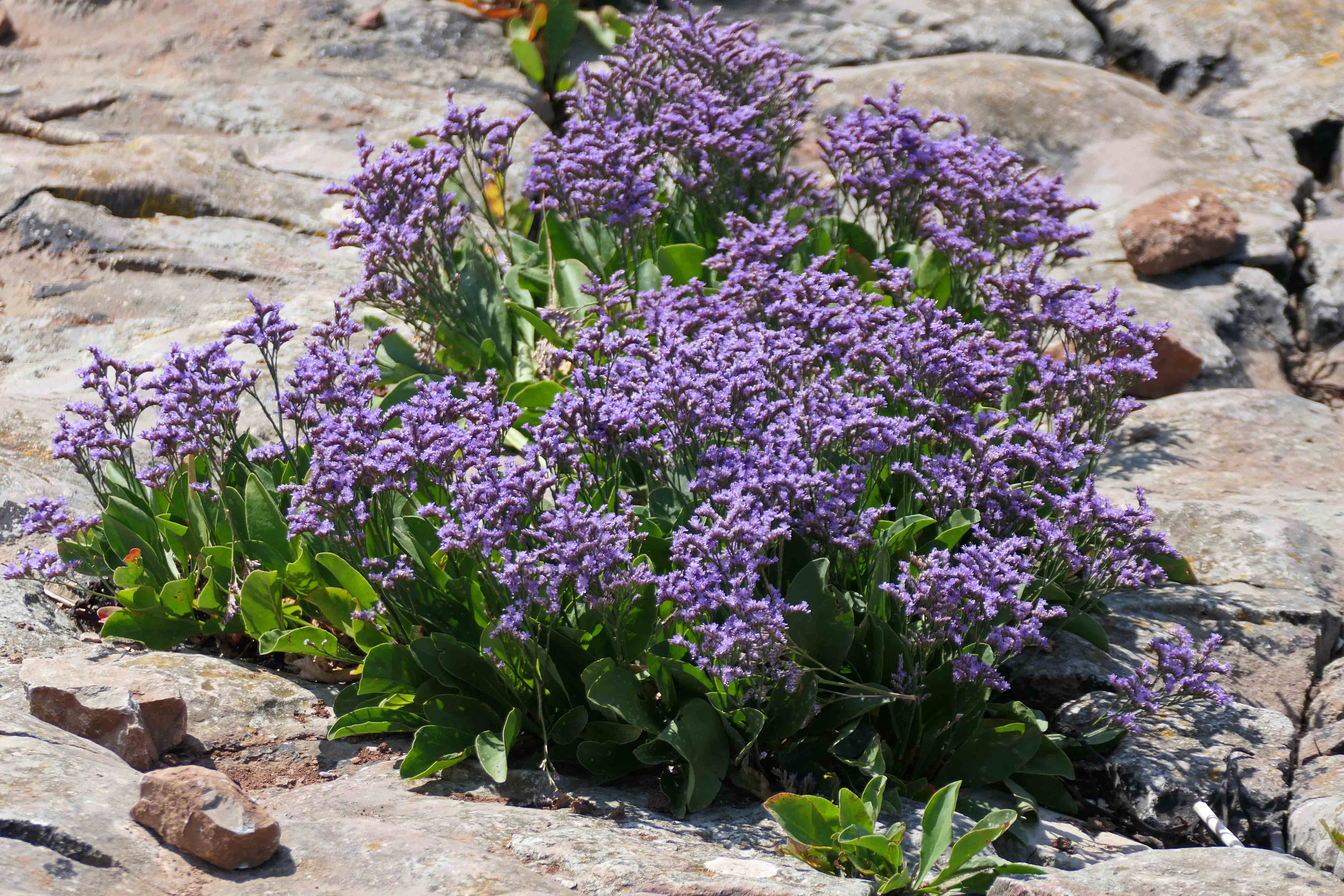 240728 sea lavender (2)