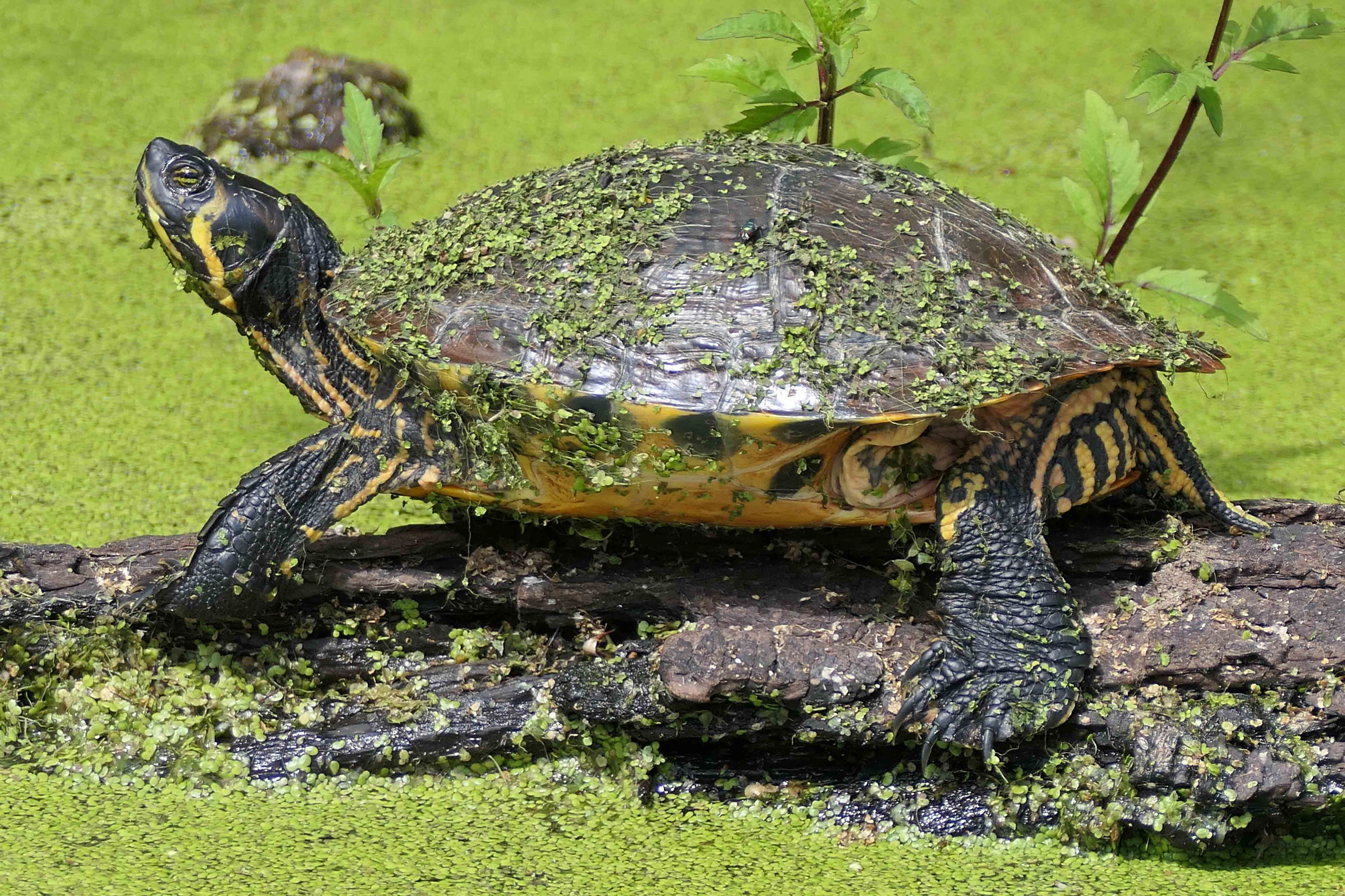 240728 yellow-bellied slider (1)