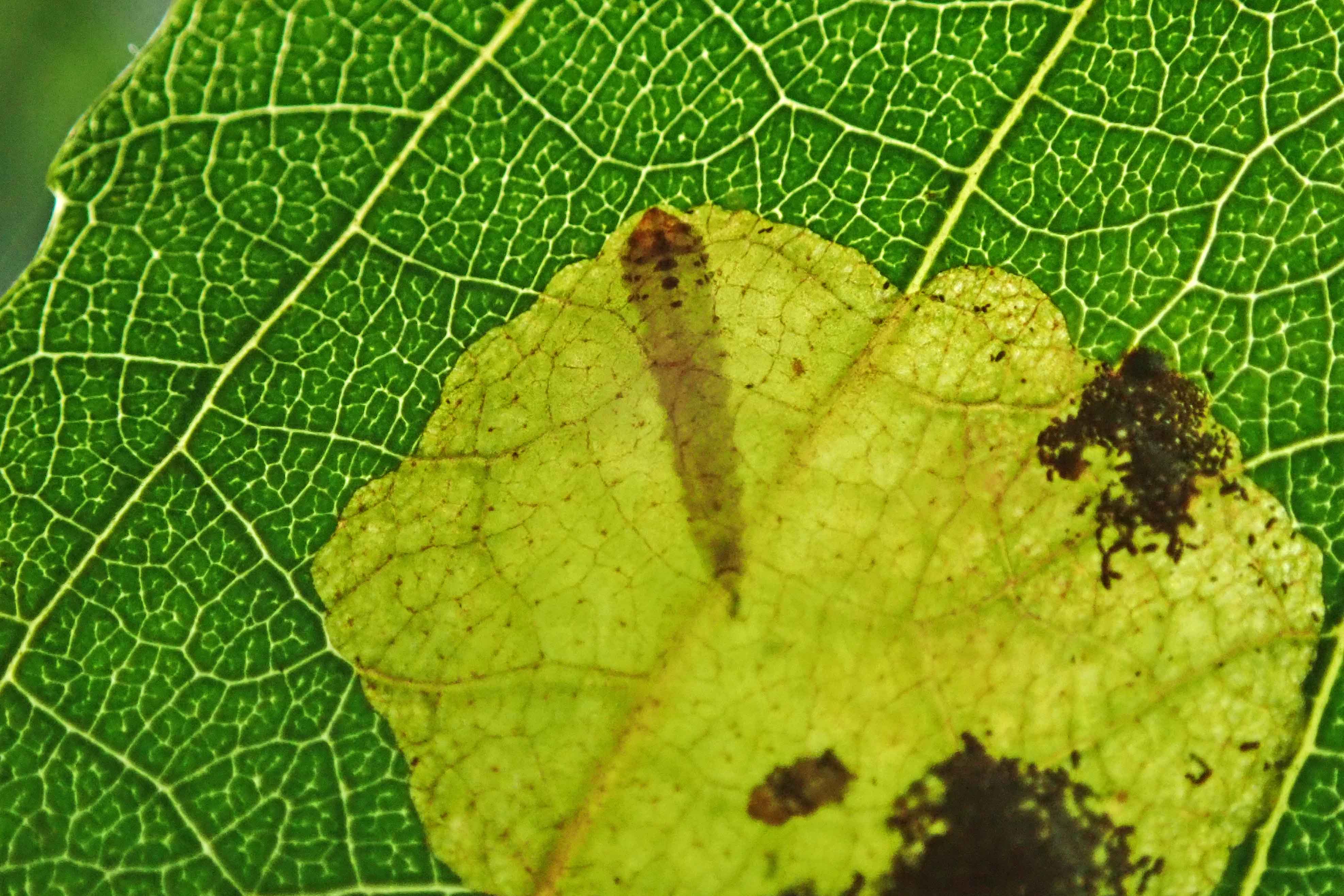 240729 Heterarthrus vagans (2)