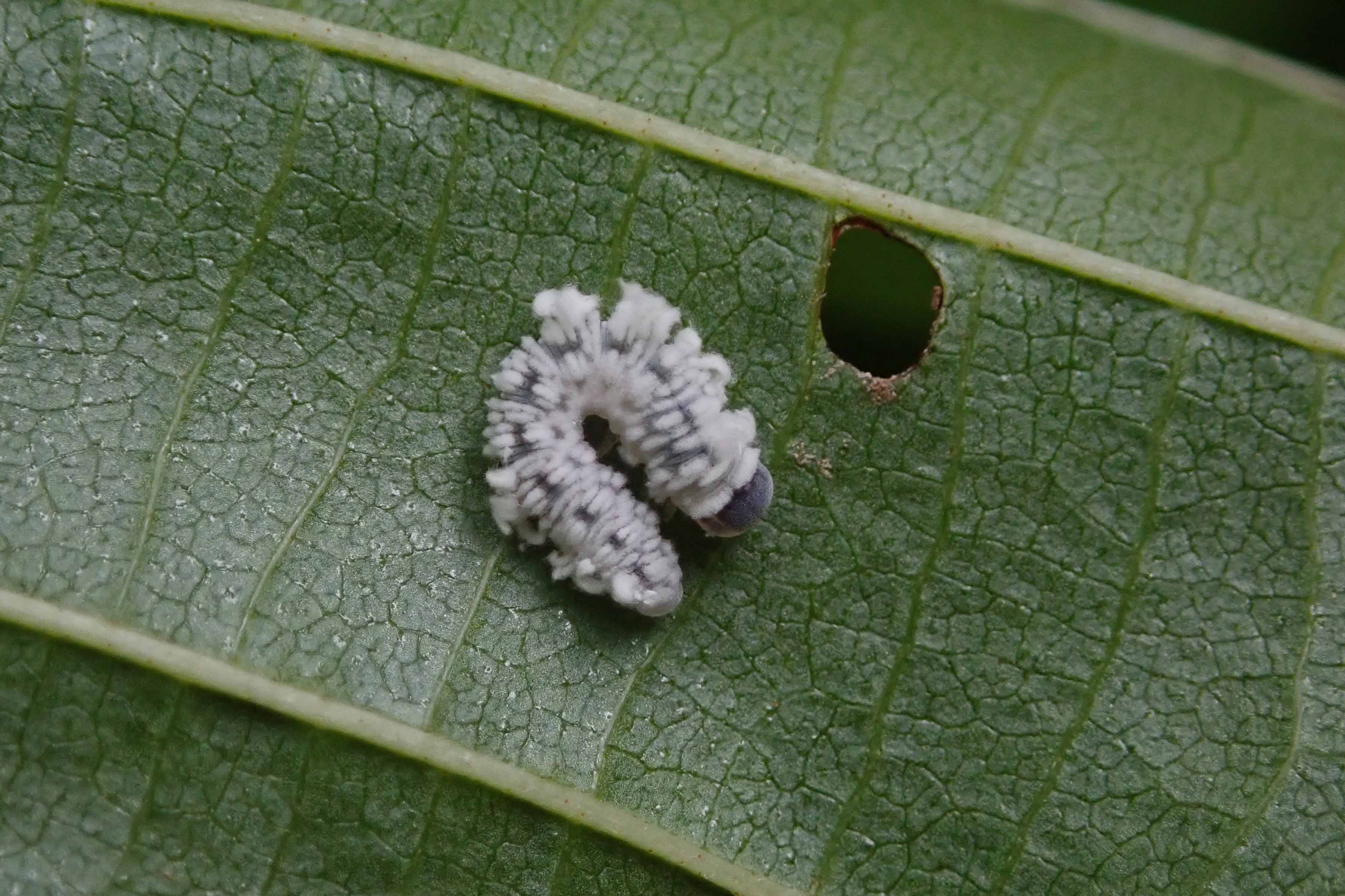 240801 eriocampa ovata