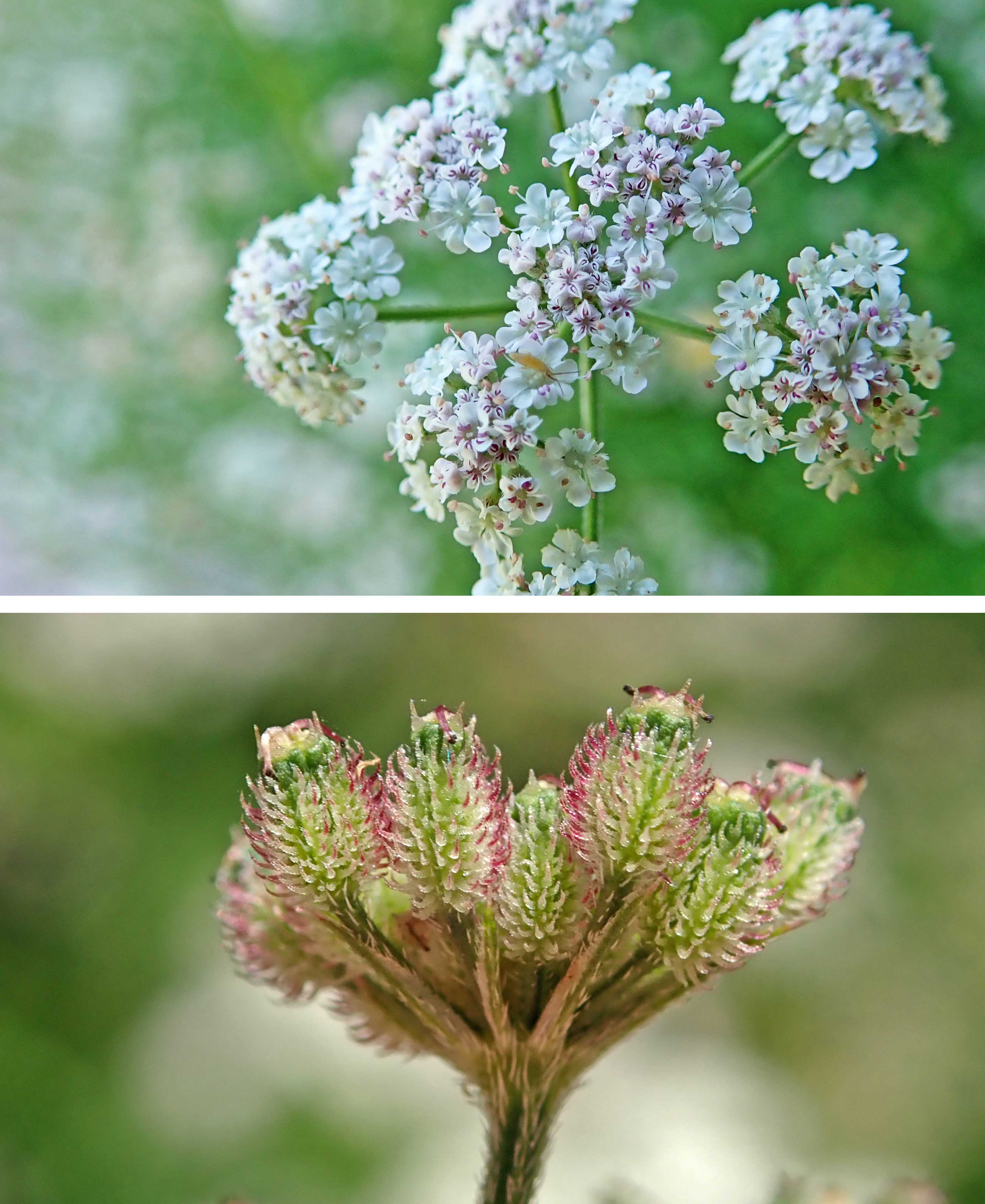 240804 upright hedge-parsley (3)