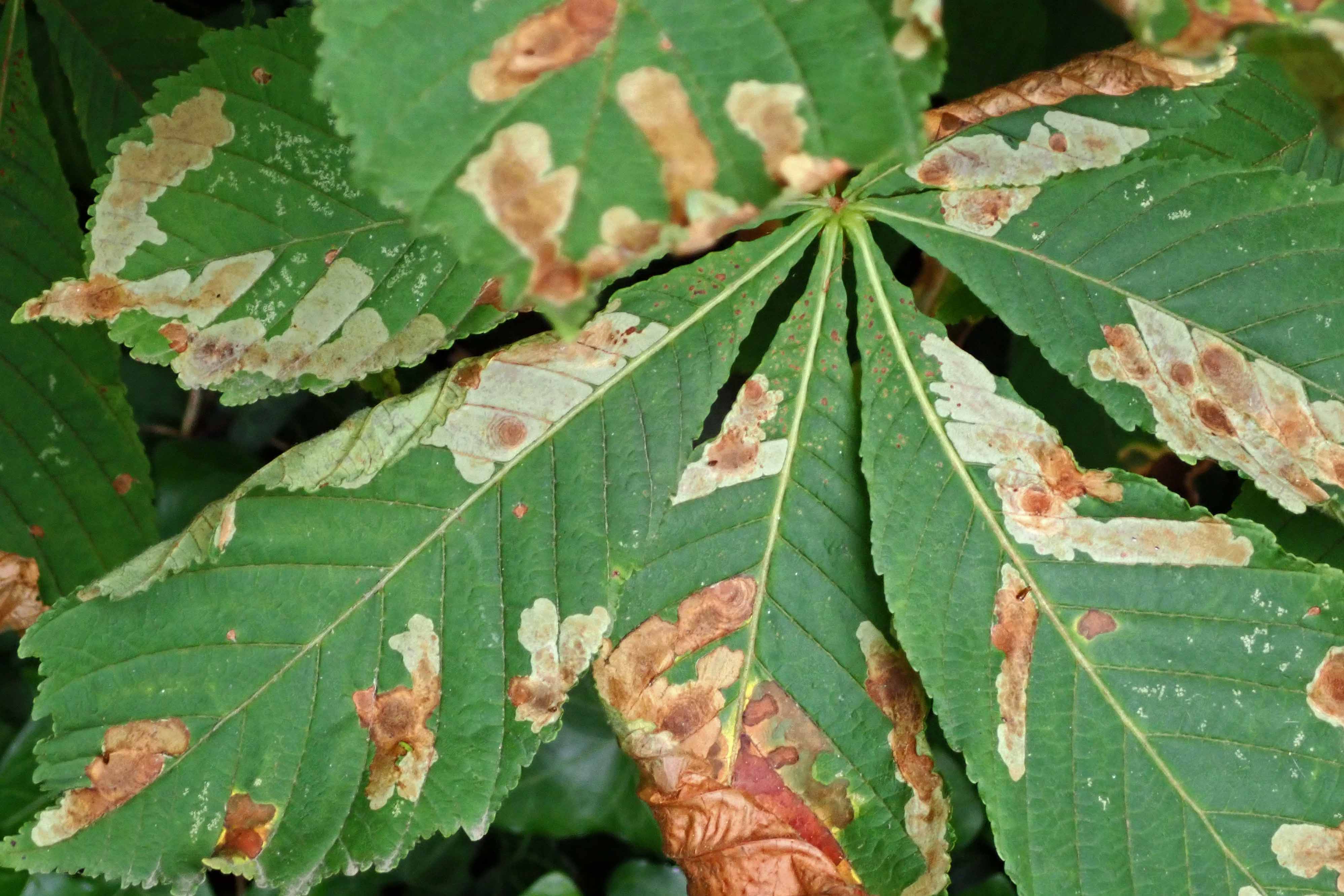 240805 Cameraria ochridella (1)