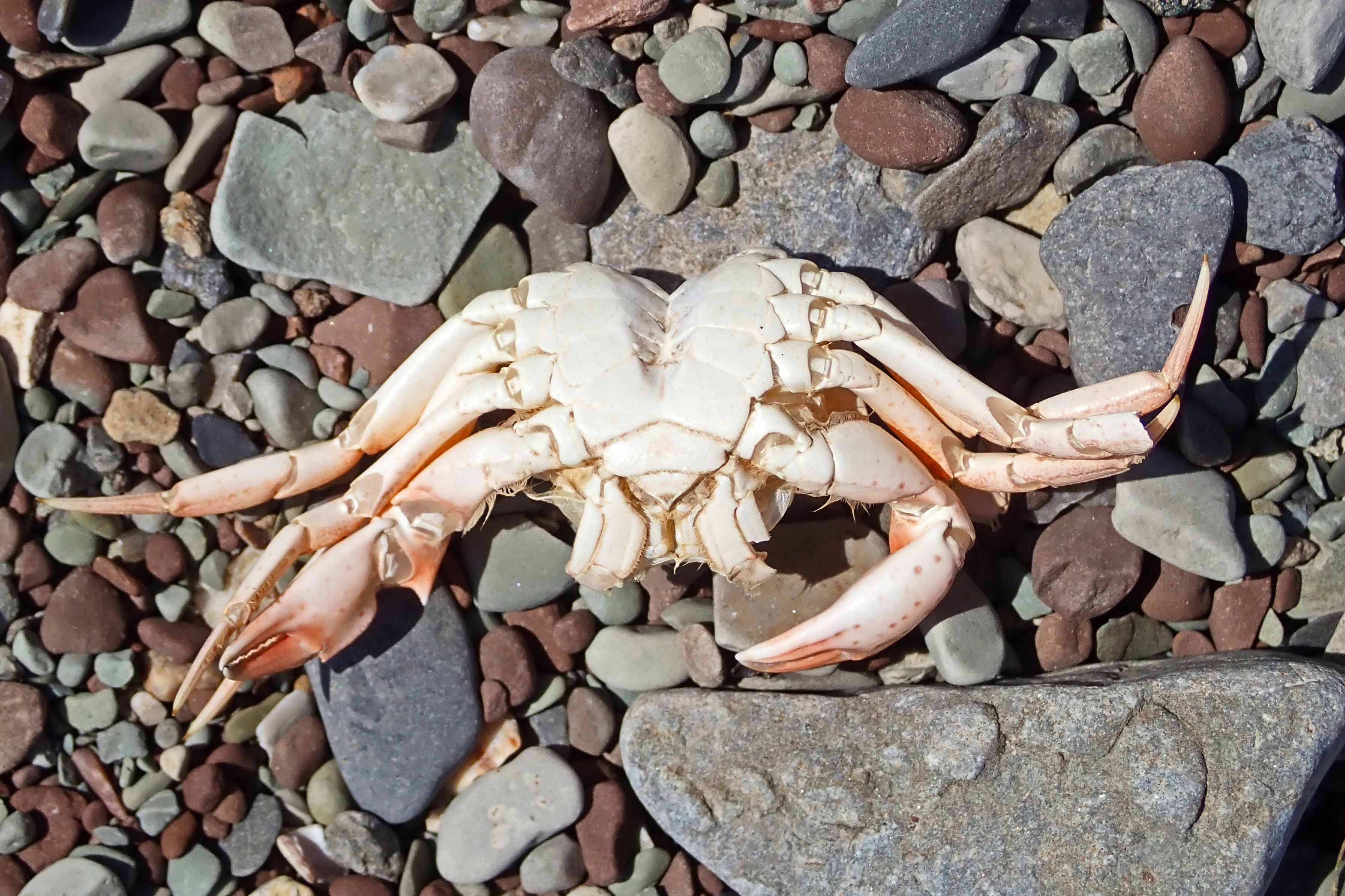 240805 shore crab (2)