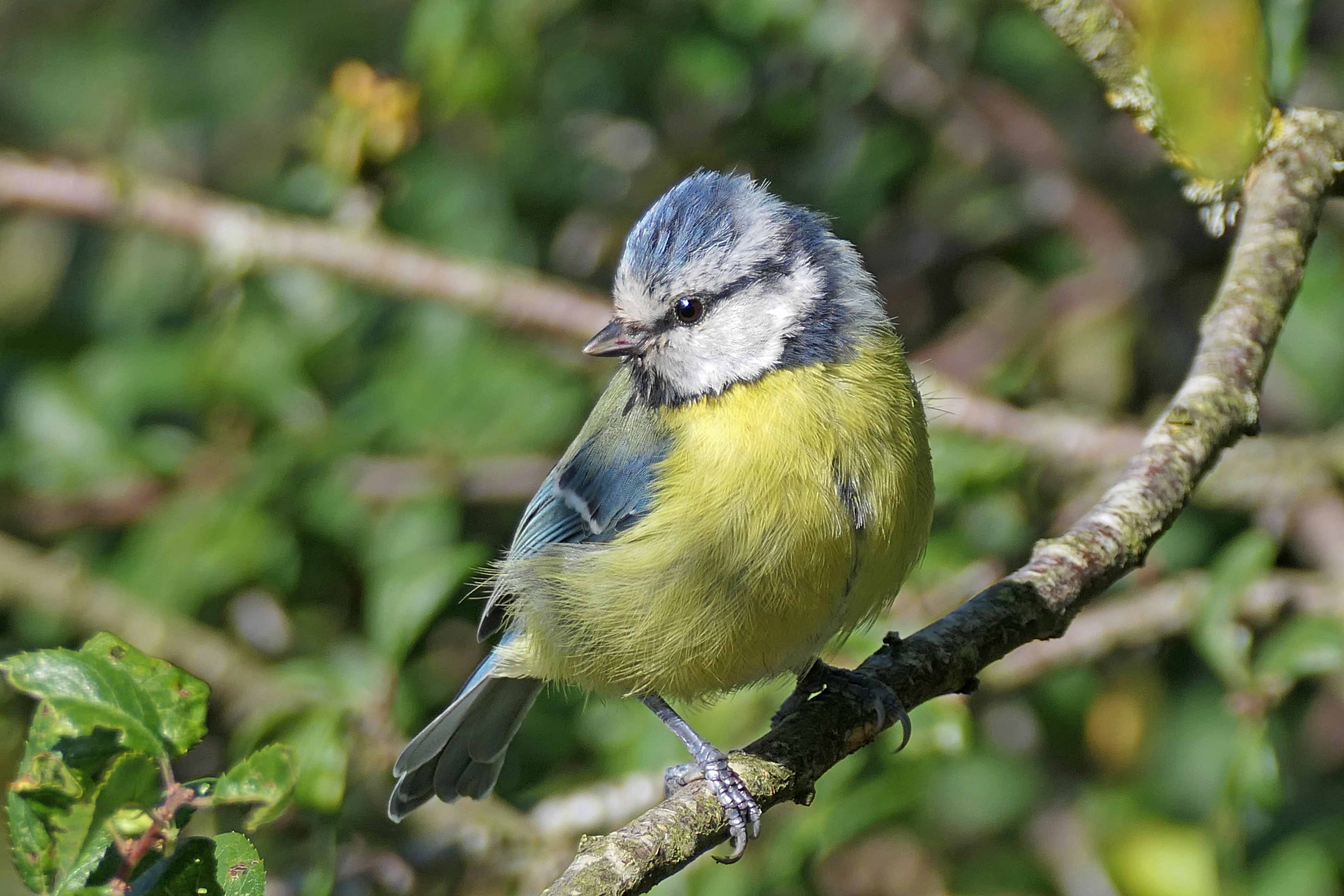 240807 blue tit