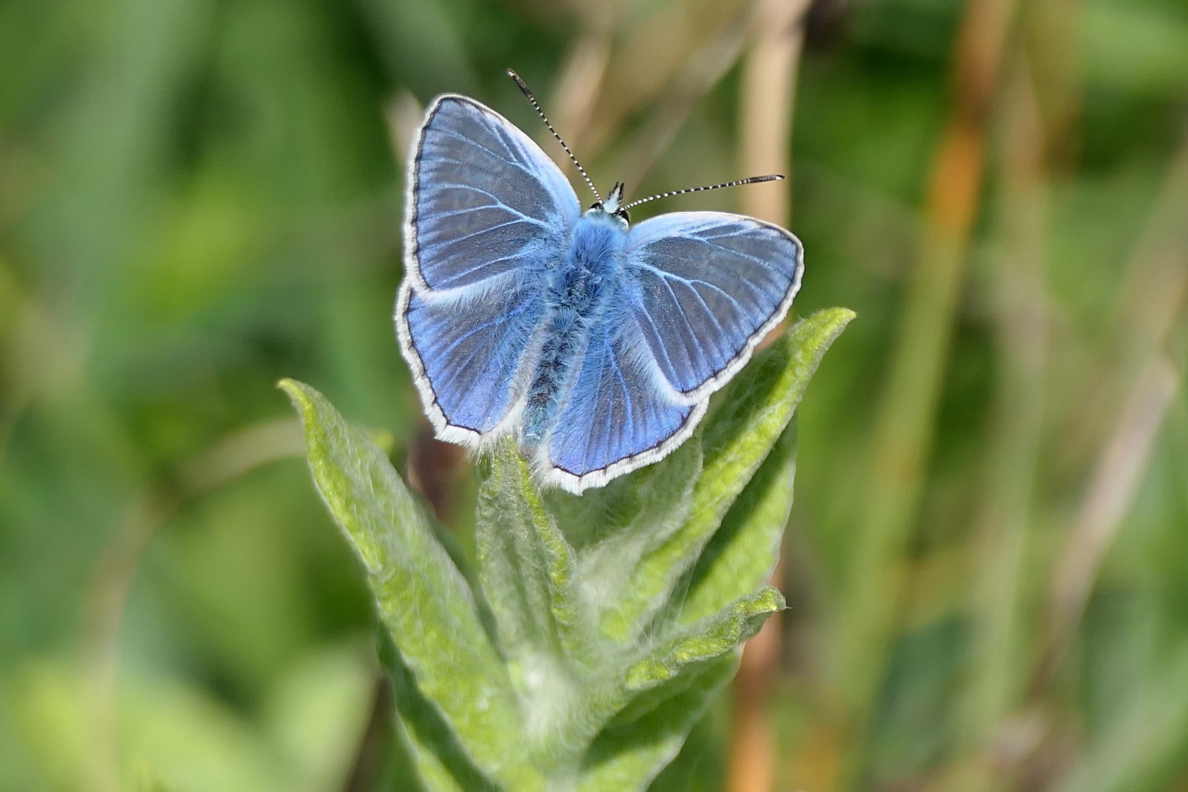 240808 common blue
