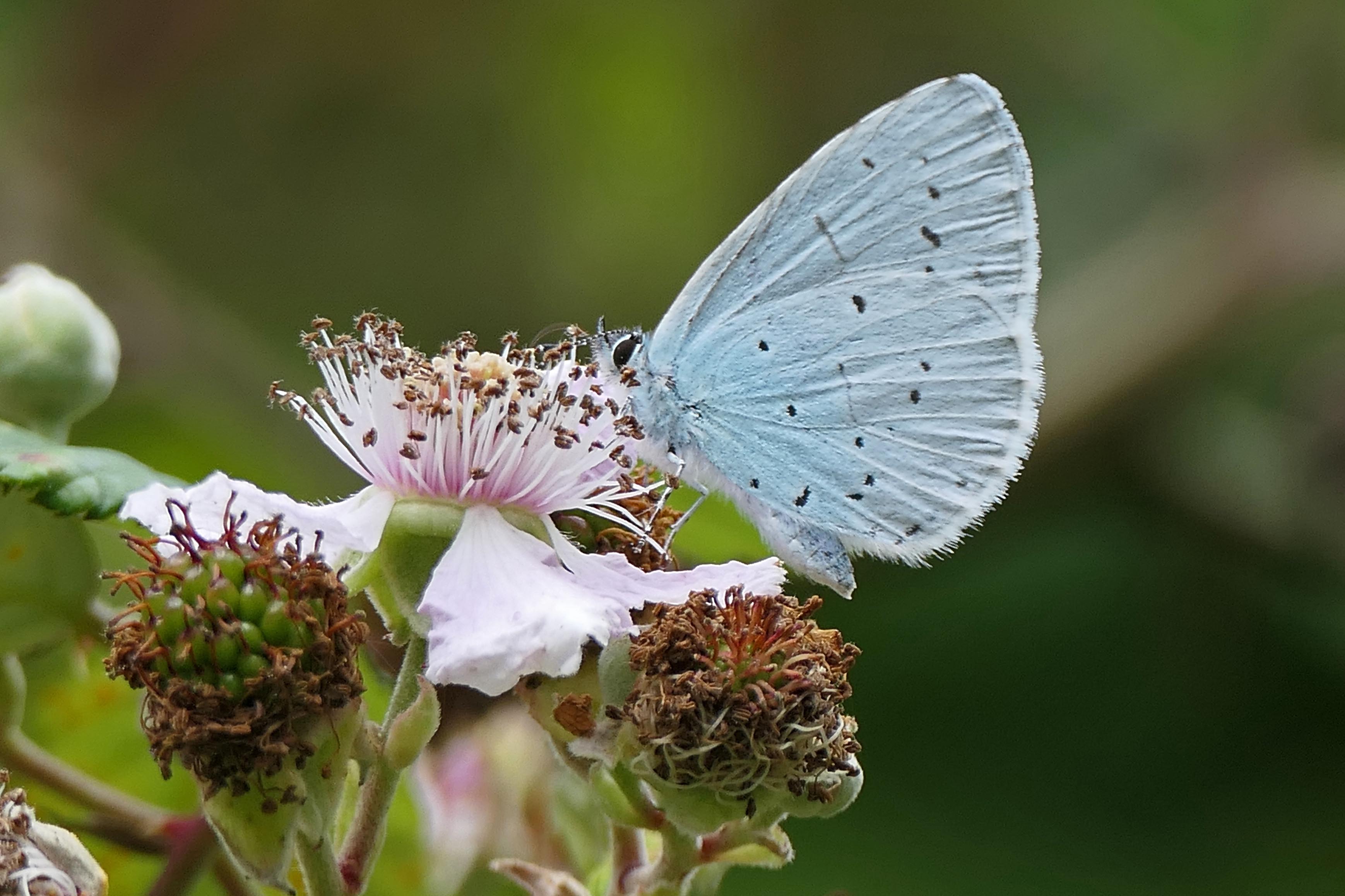 240808 holly blue