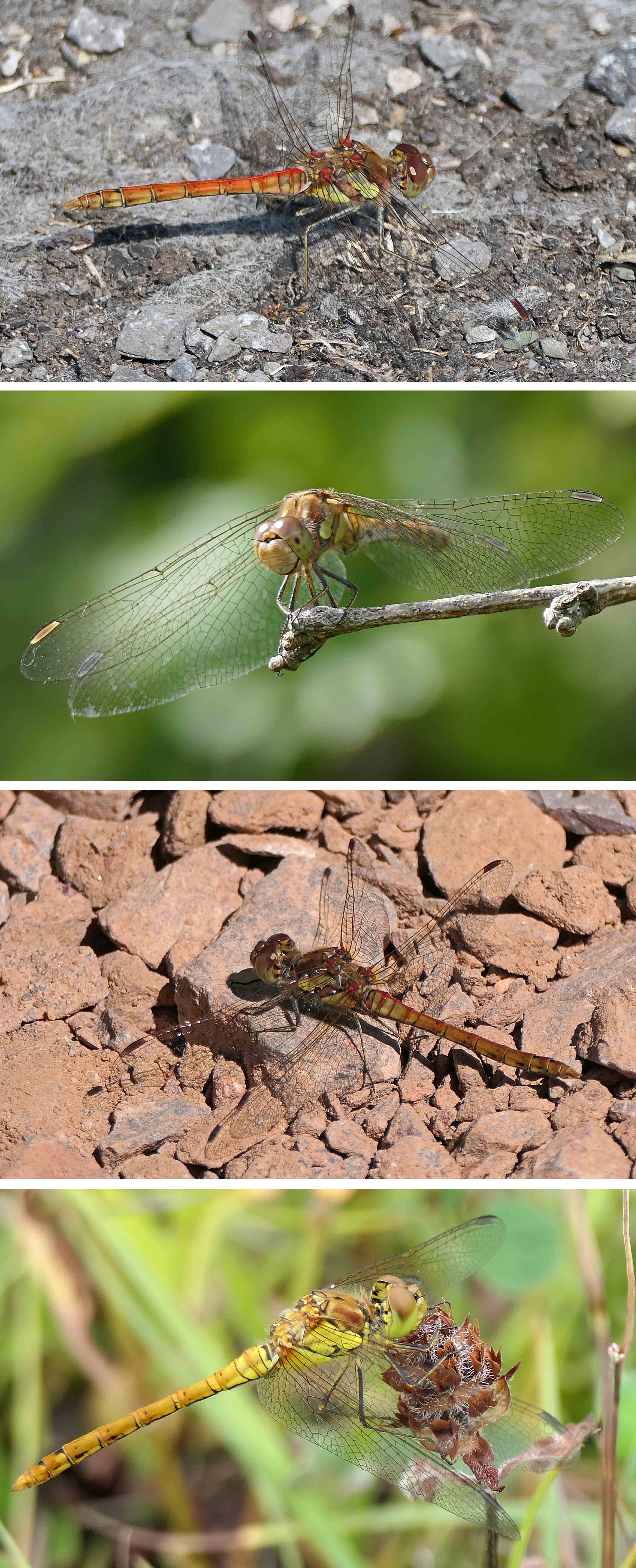 240809 common darters (1)