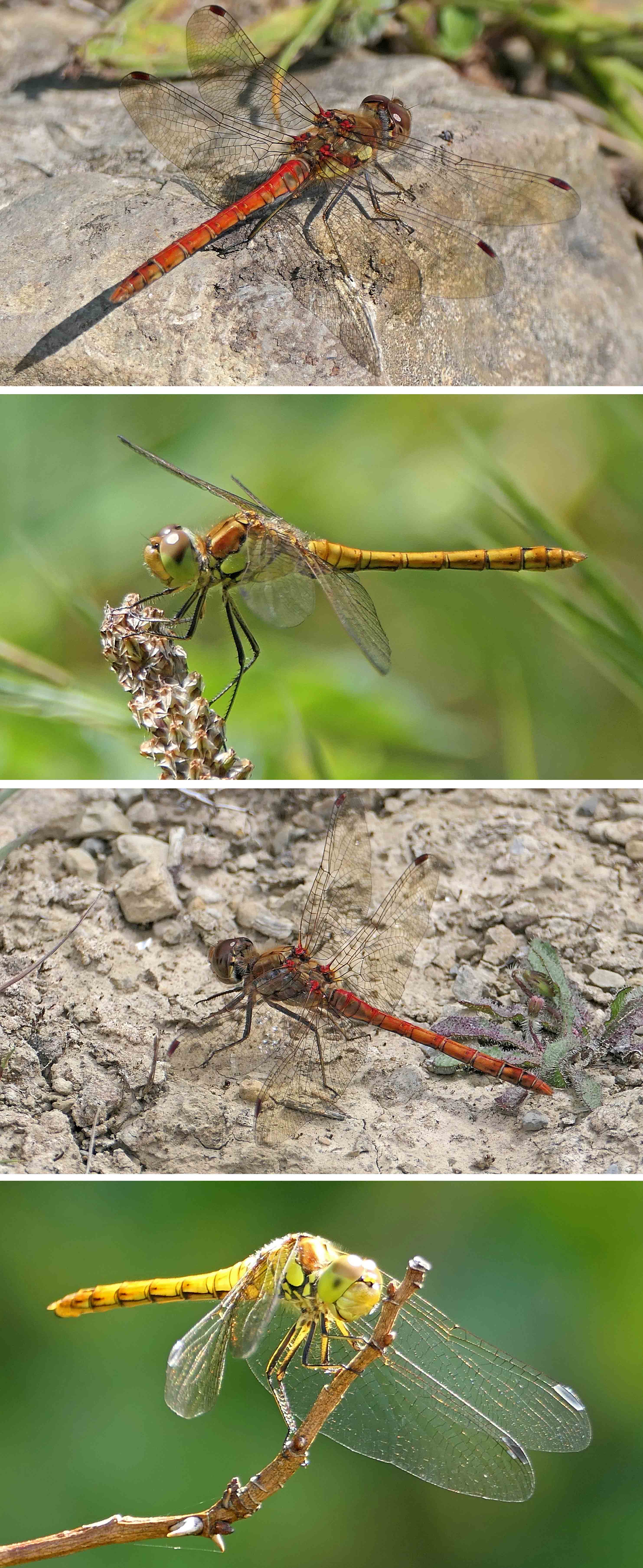 240809 common darters (2)