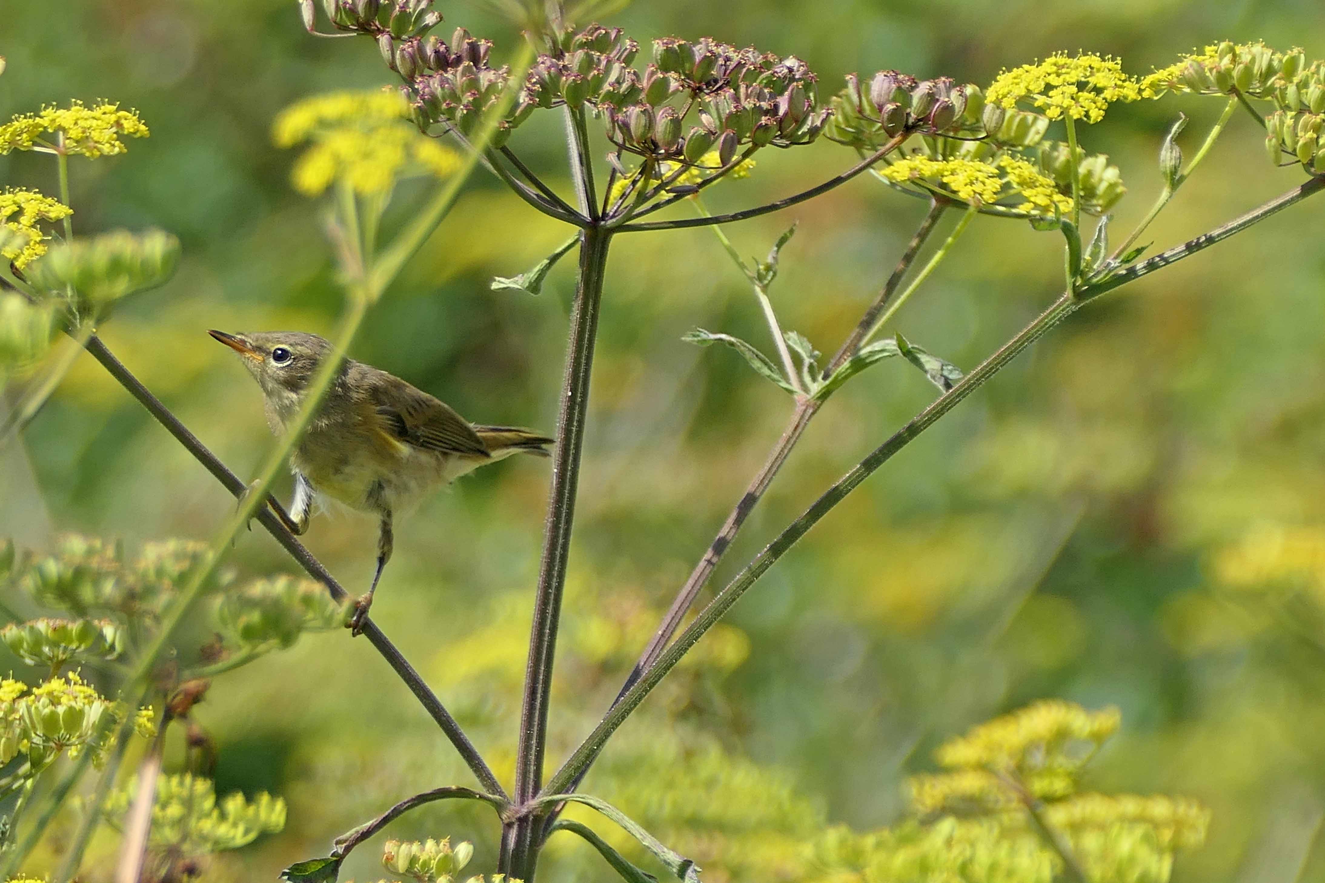 240812 juvenile chiffchaff (1)