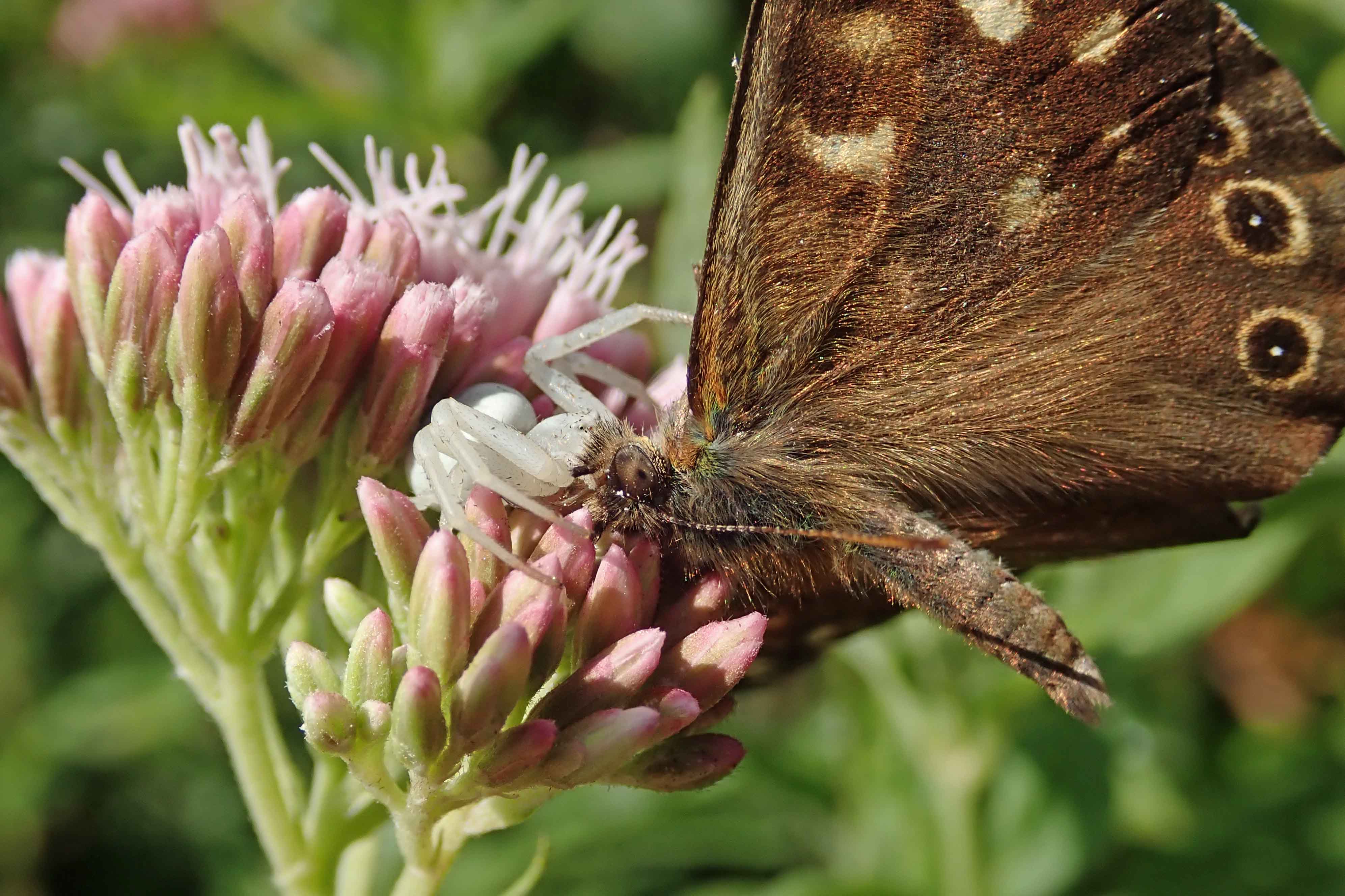 240813 crab spider and speckled wood (2)