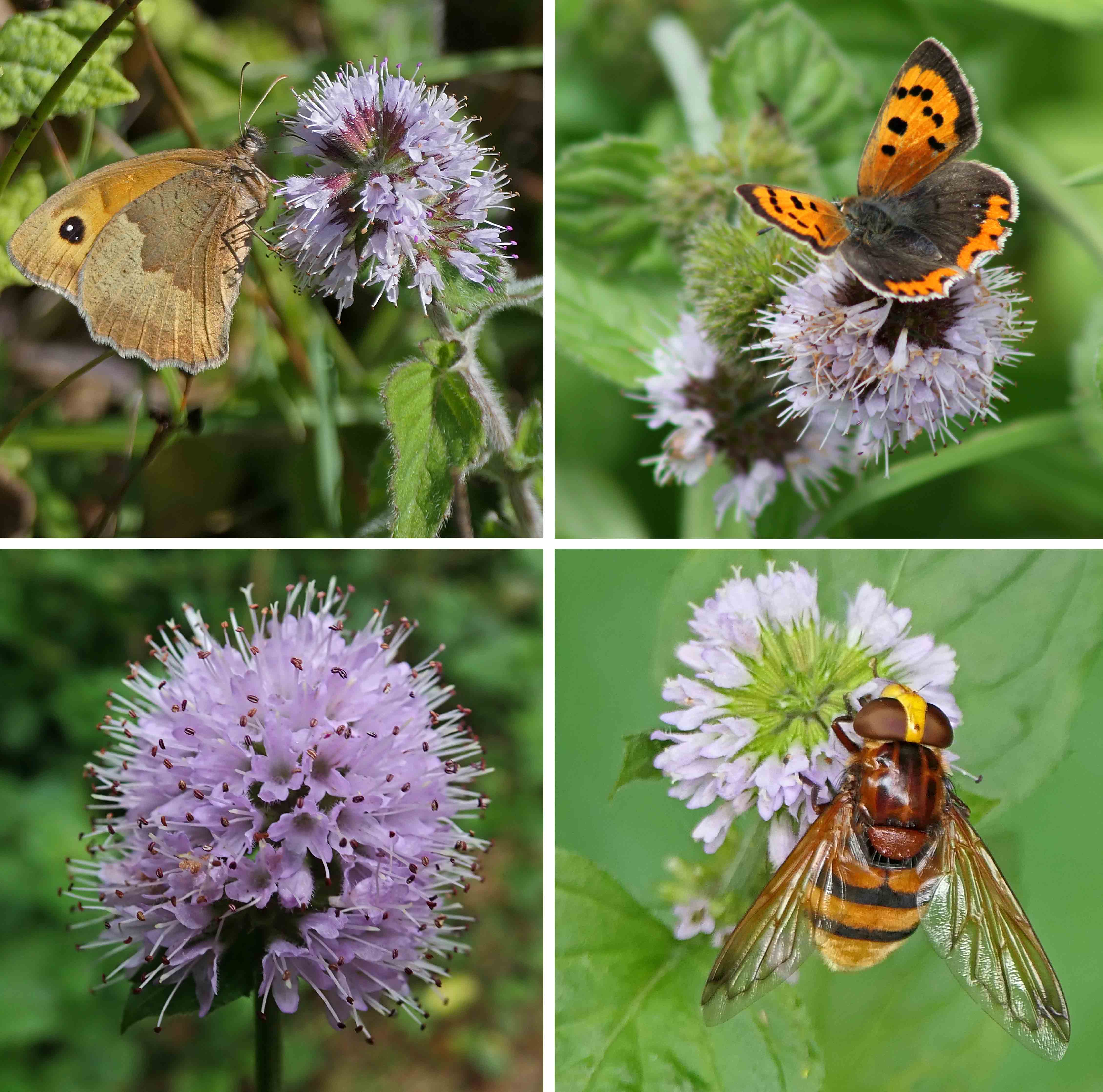 240818 water mint (b)