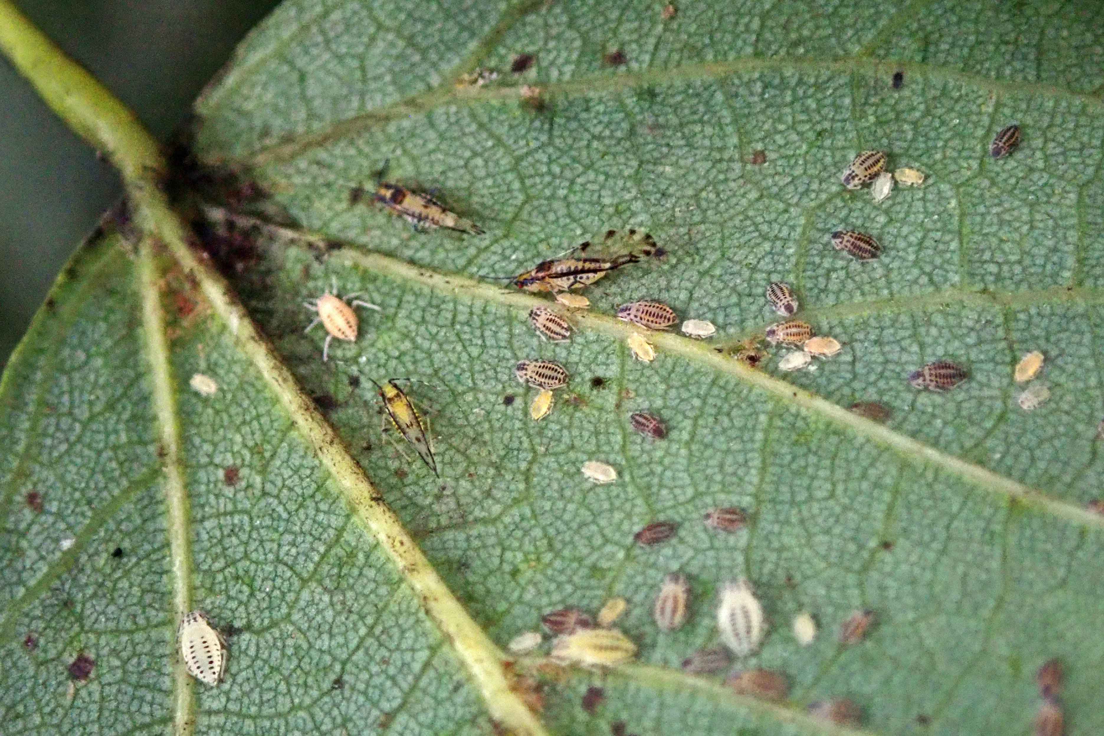 240819 eucallipterus tiliae (1)