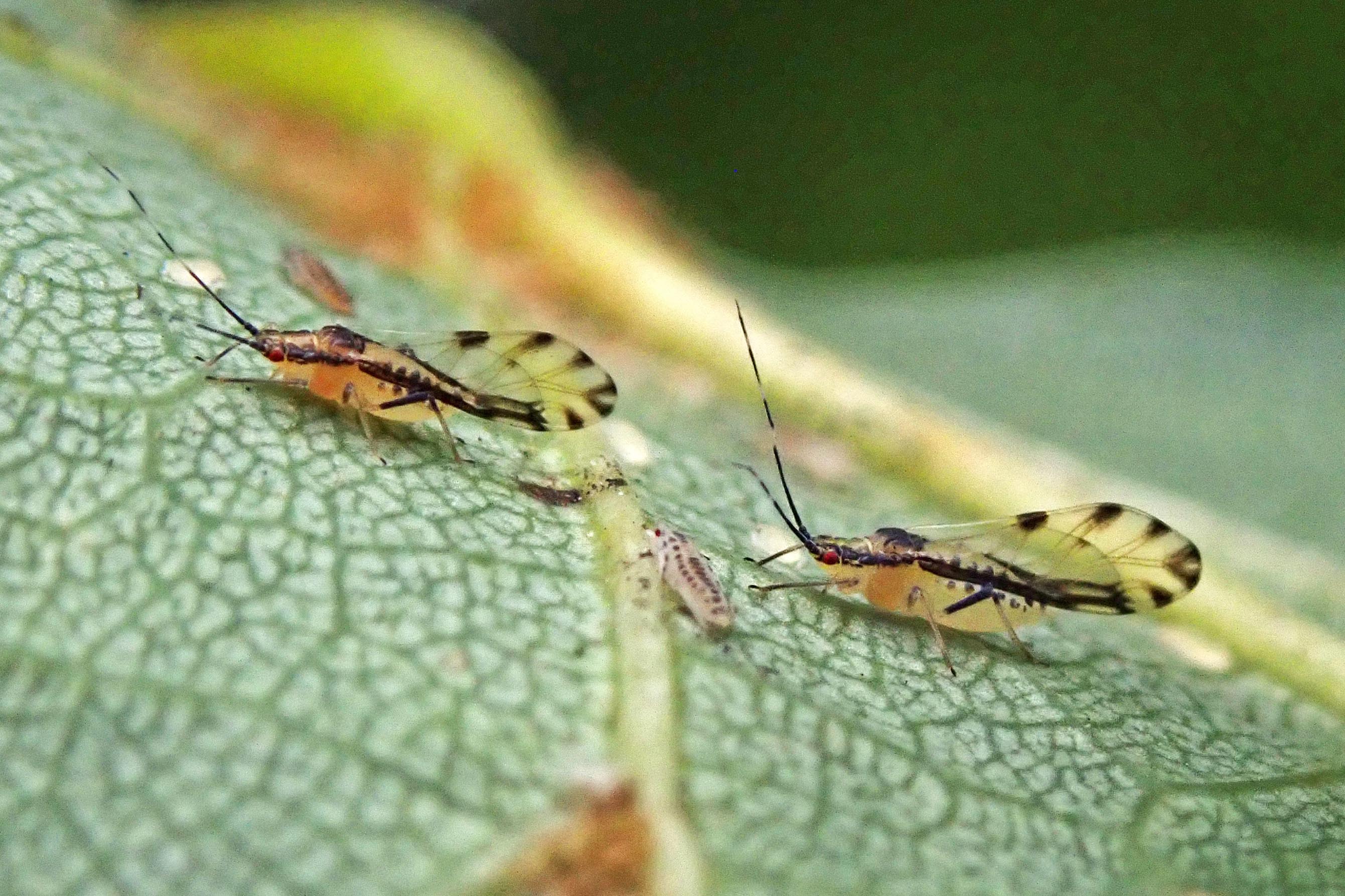 240819 Eucallipterus tiliae (2)