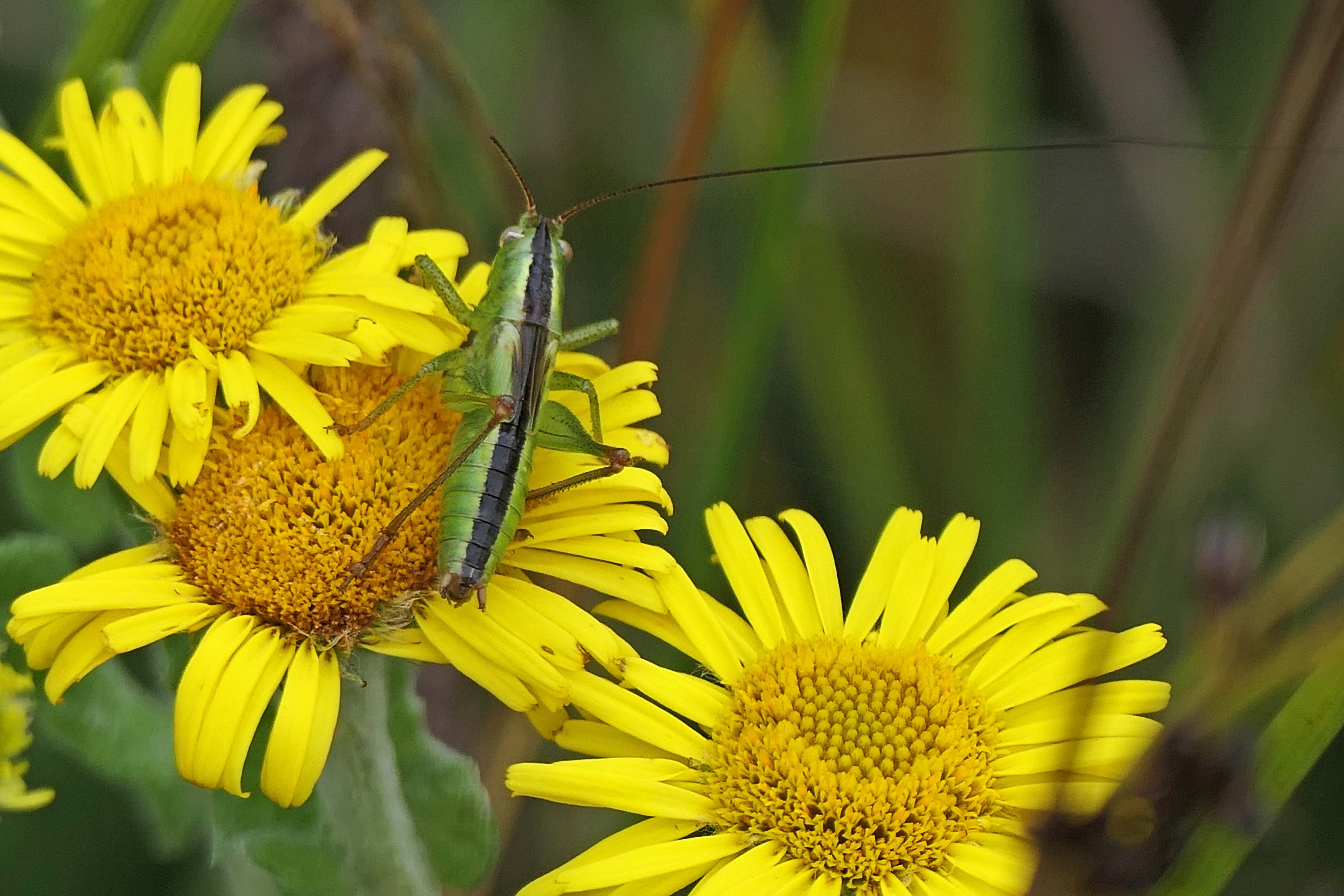 240820 long-winged conehead (1)