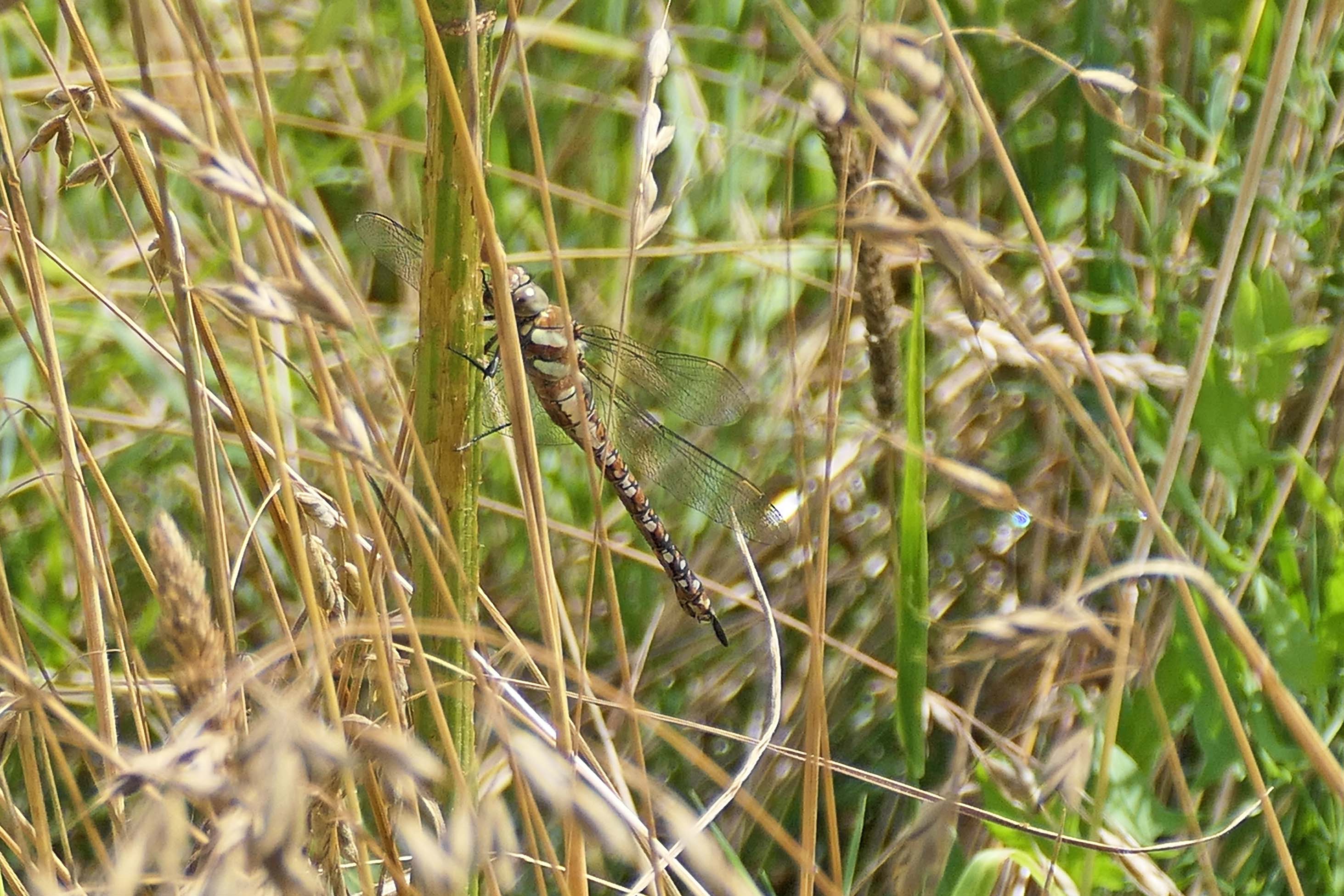 240823 migrant hawker (1)