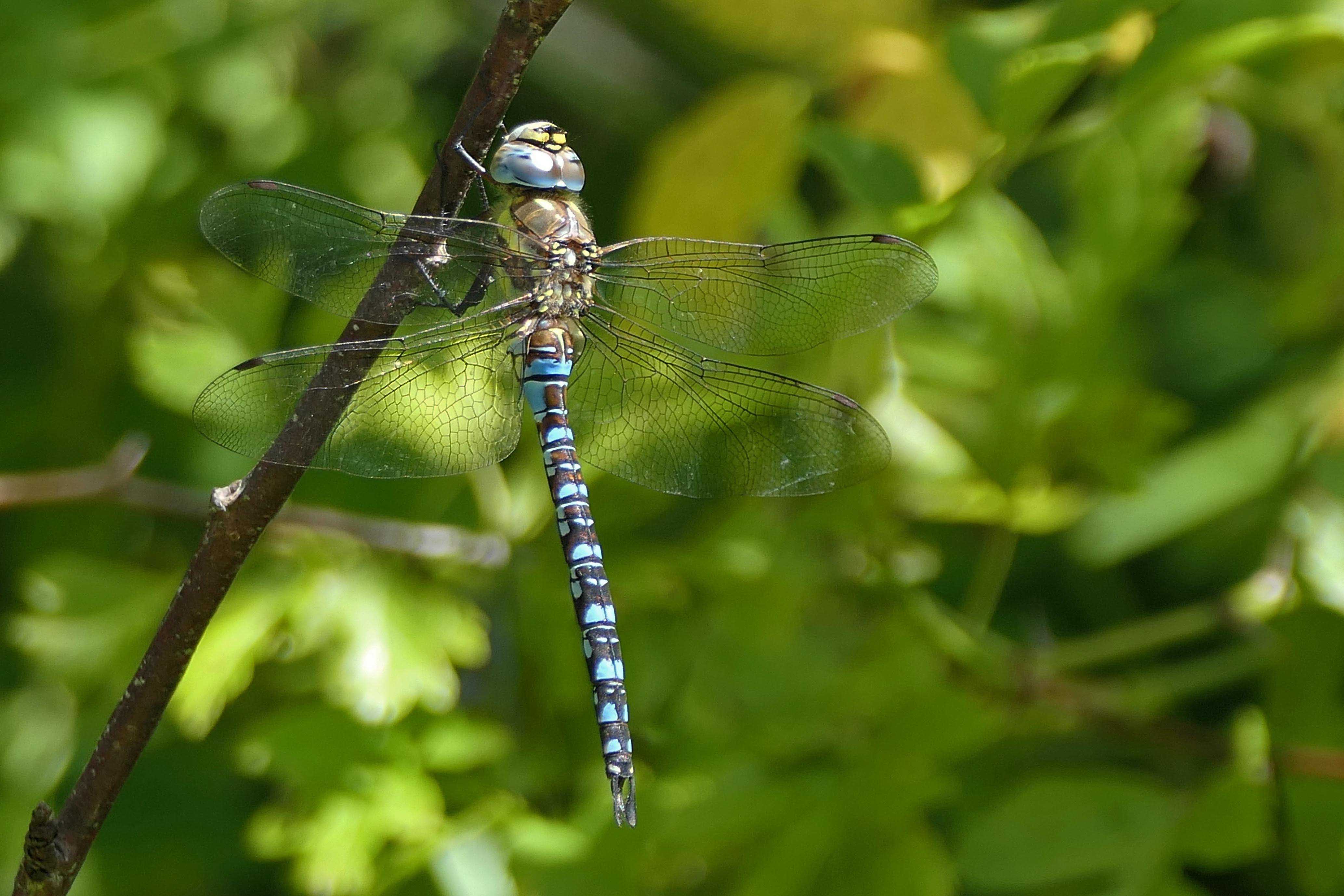240823 migrant hawker (2)