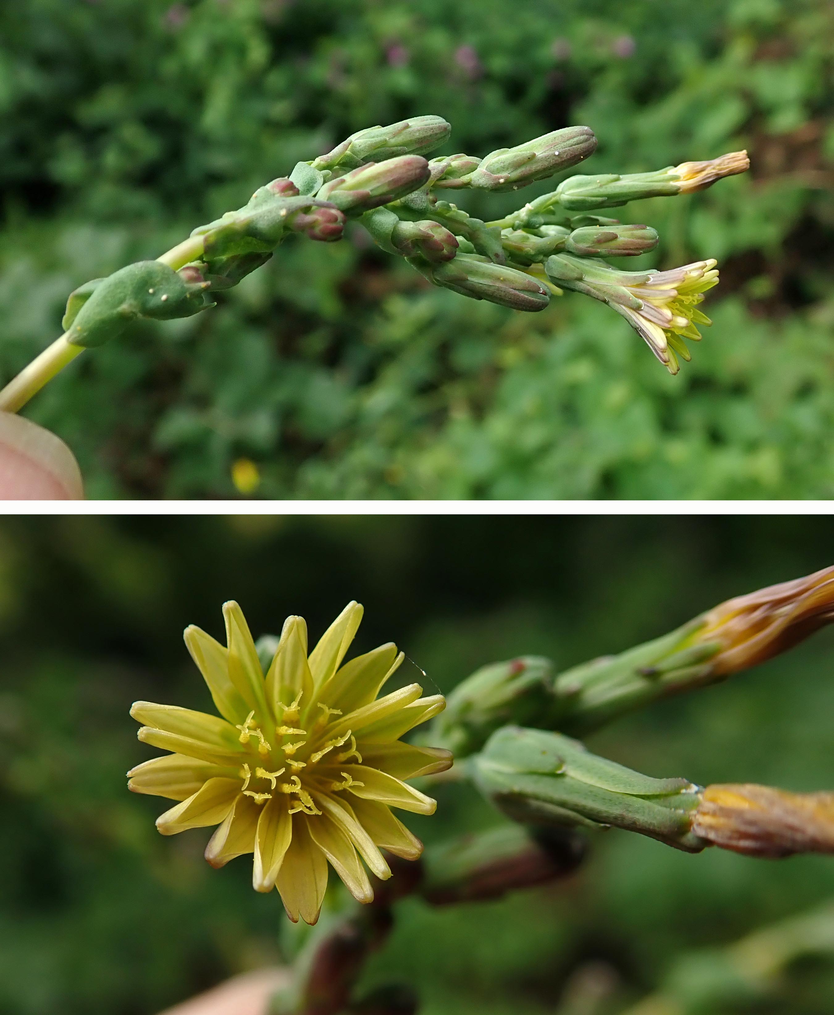 240825 prickly lettuce (1)