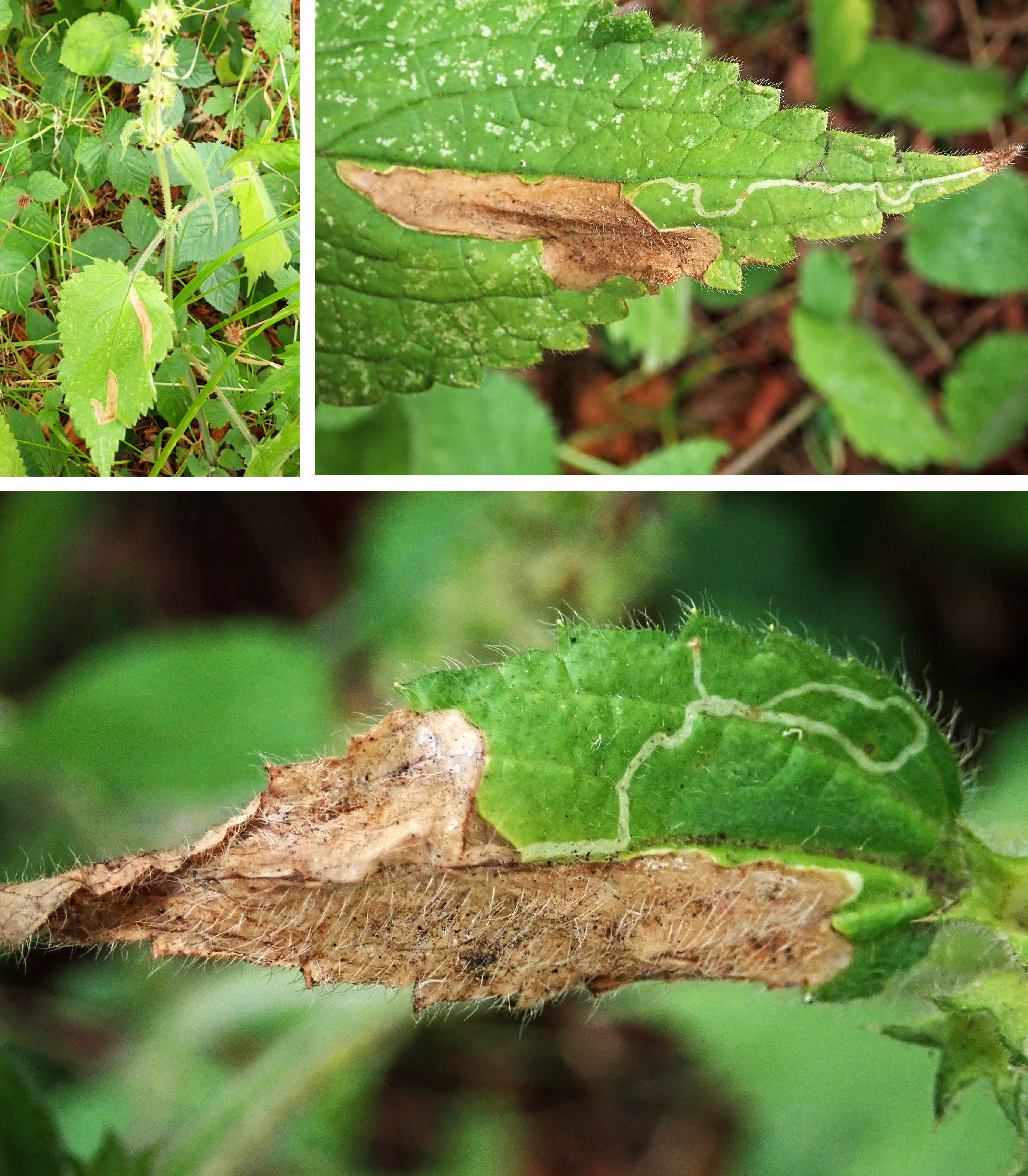 240826 Cephalomyza labiatarum