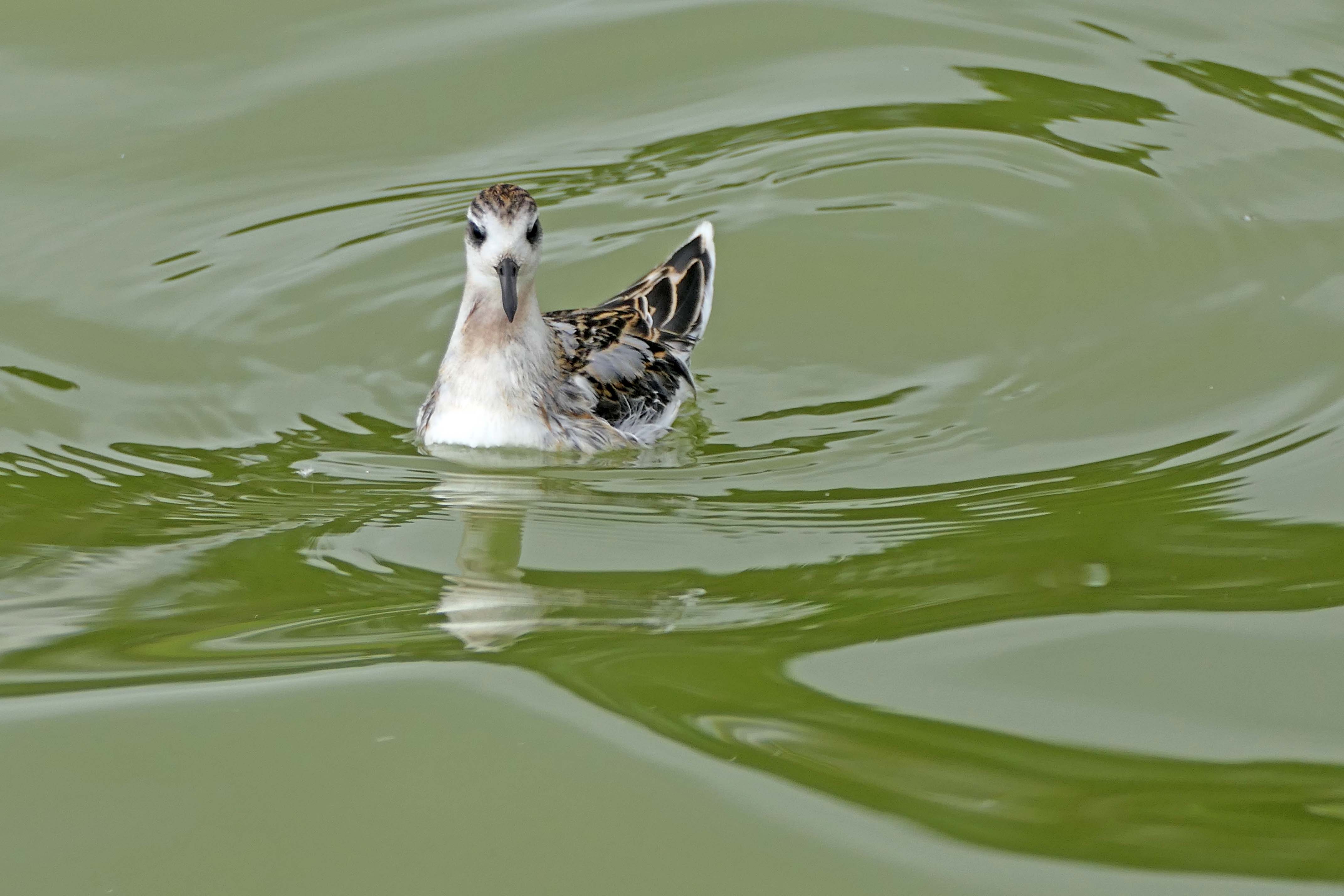 240827 grey phalarope (2)