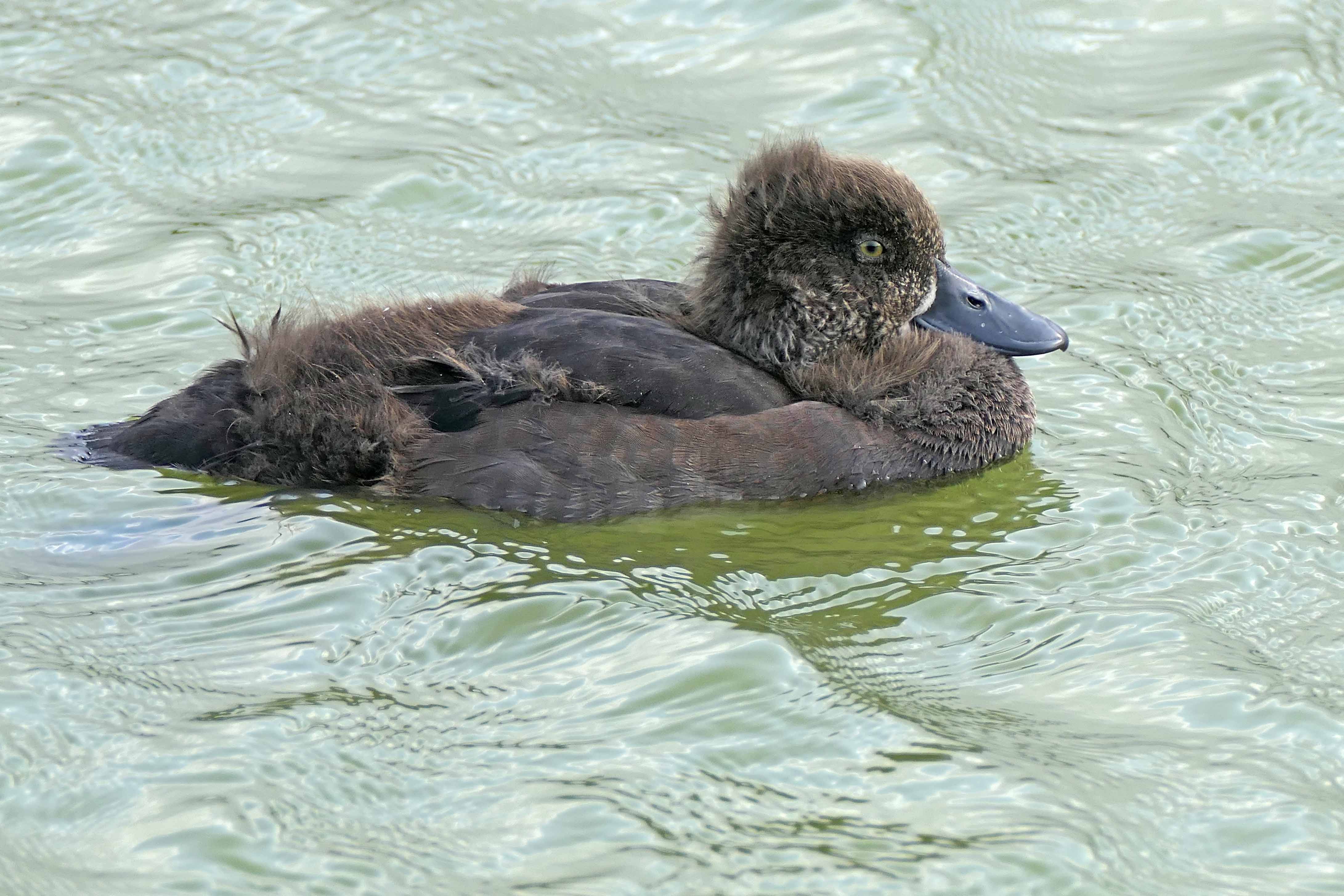 240829 tufted duckling