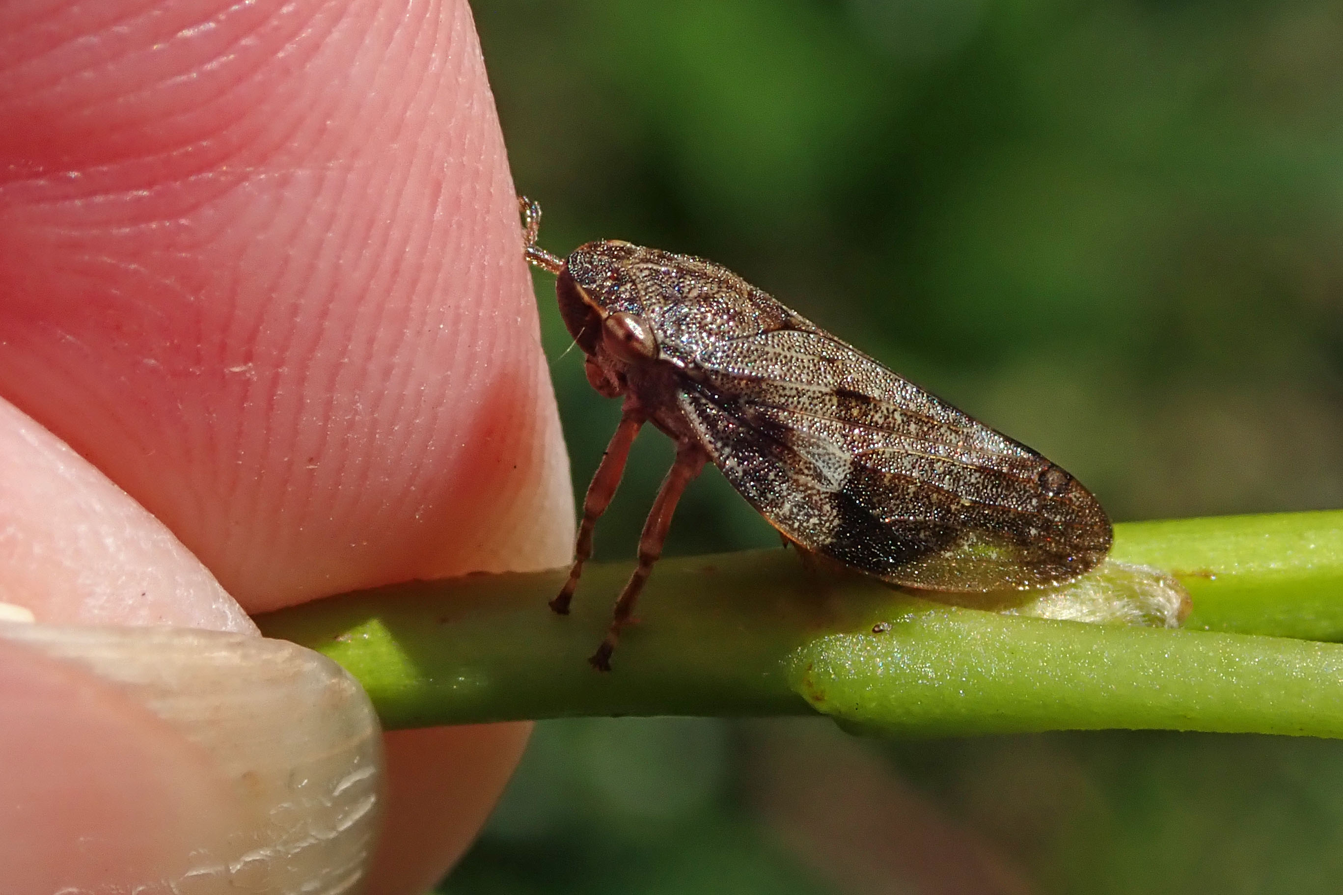 240831 Aphrophora alni Alder spittlebug (1)